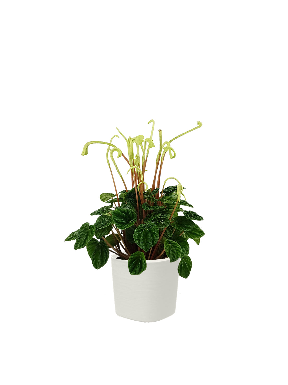Peperomia