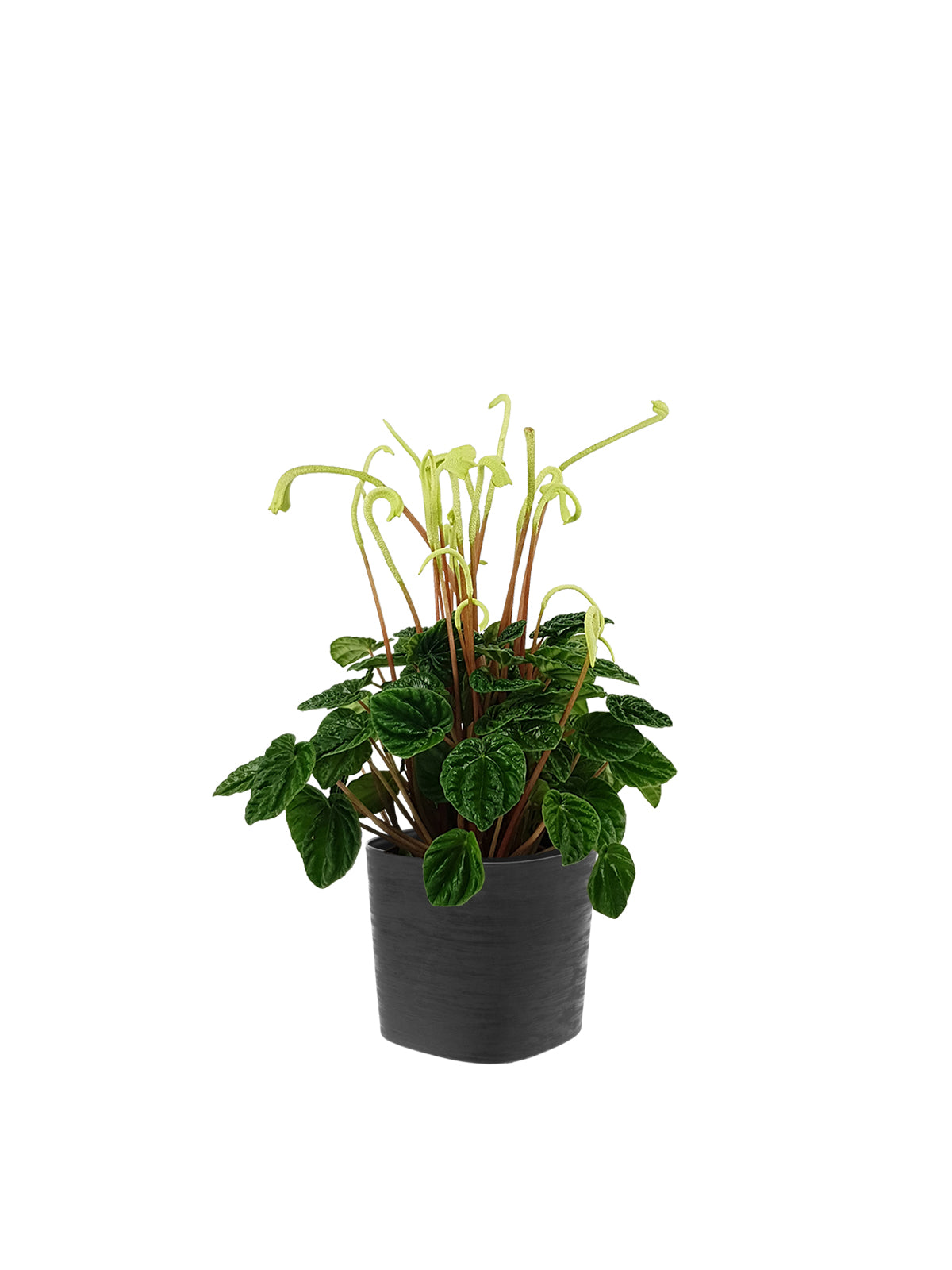 Peperomia