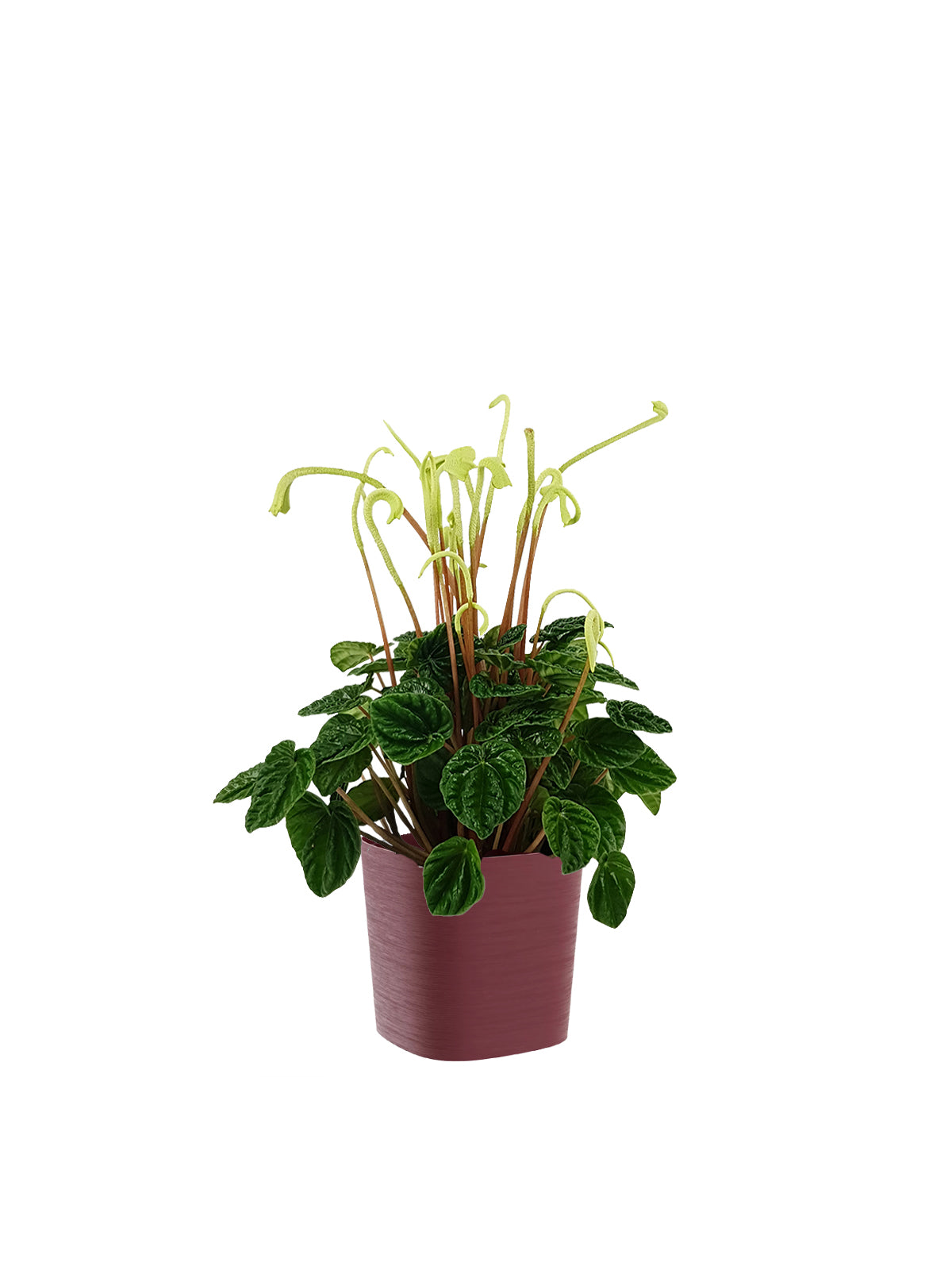 Peperomia