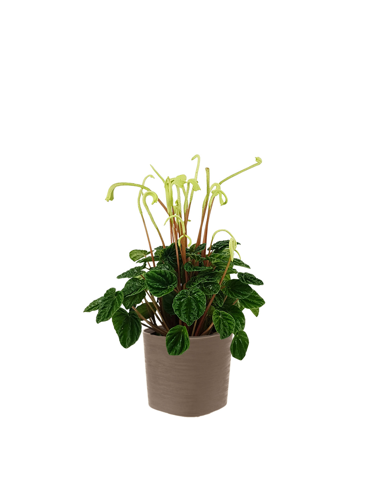 Peperomia