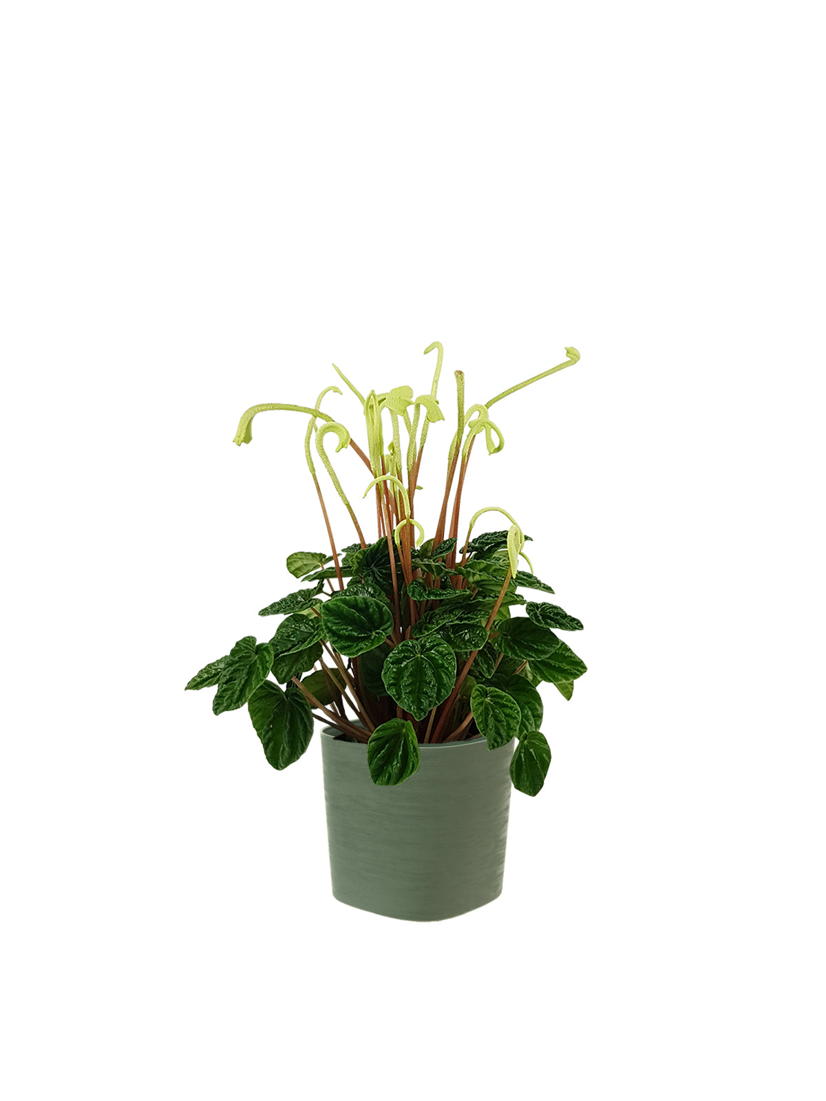 Peperomia