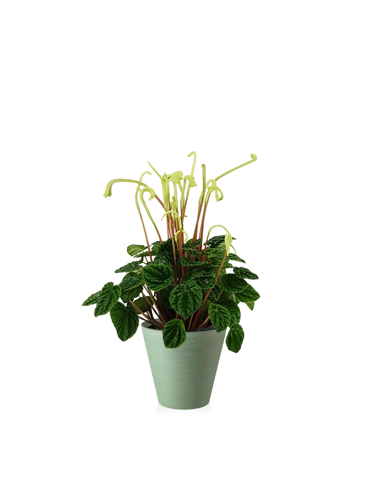 Peperomia