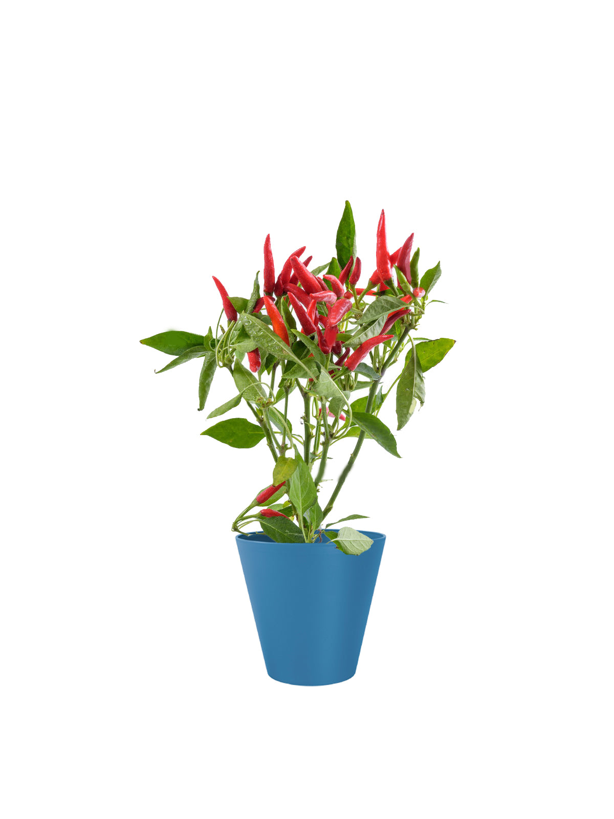 Peperoncino