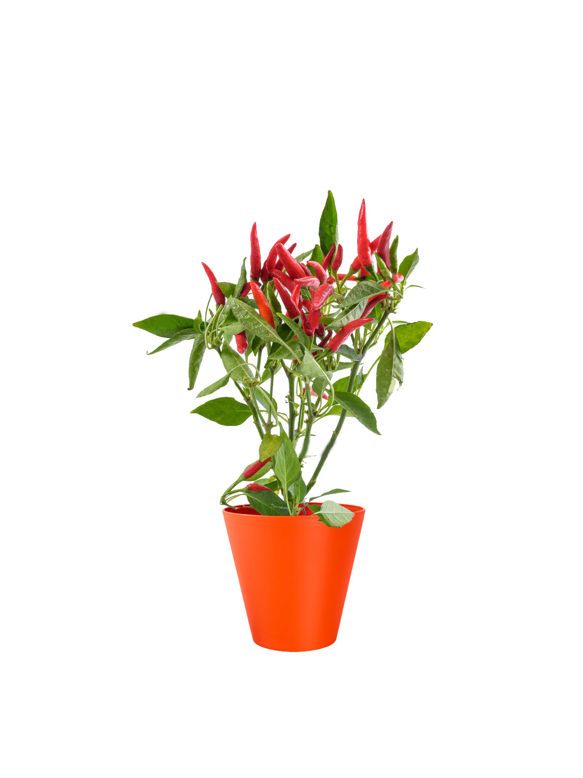 Peperoncino