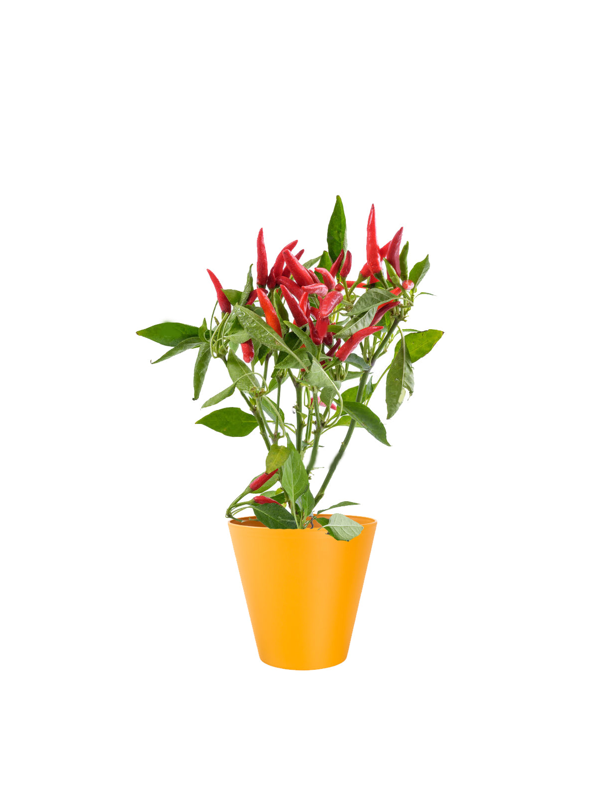 Peperoncino