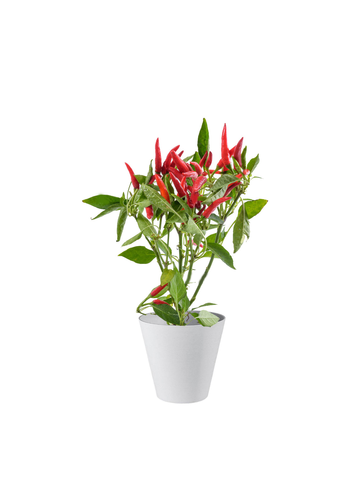 Peperoncino