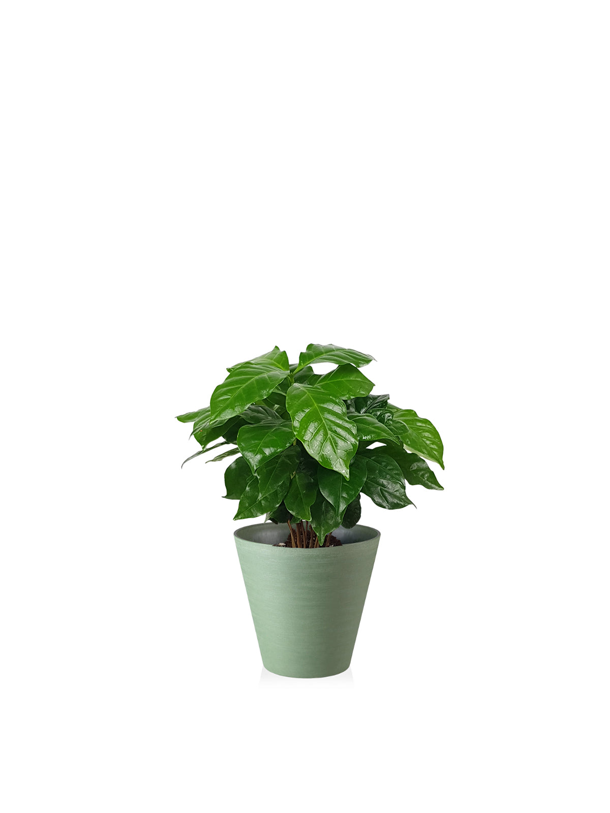 Pianta del Caffè