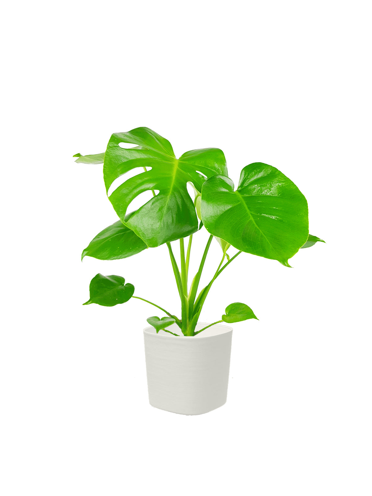 Pianta del Pane