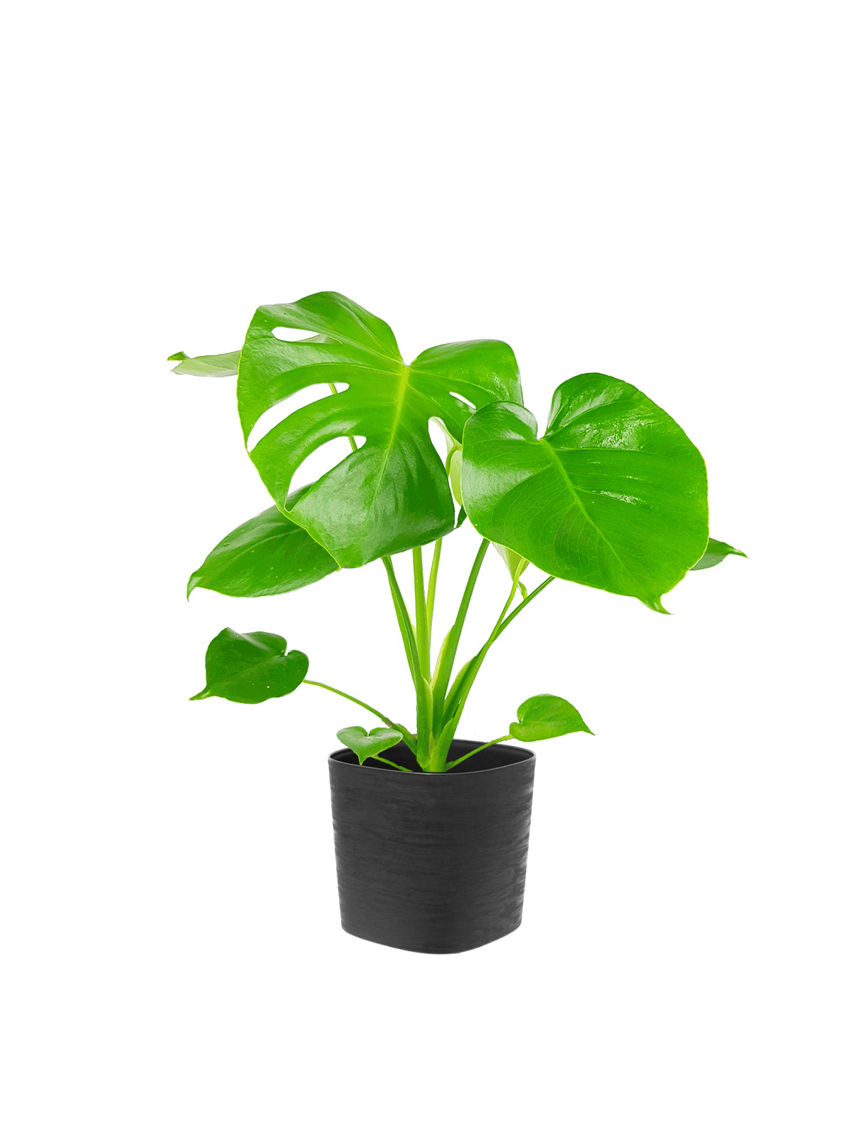 Pianta del Pane