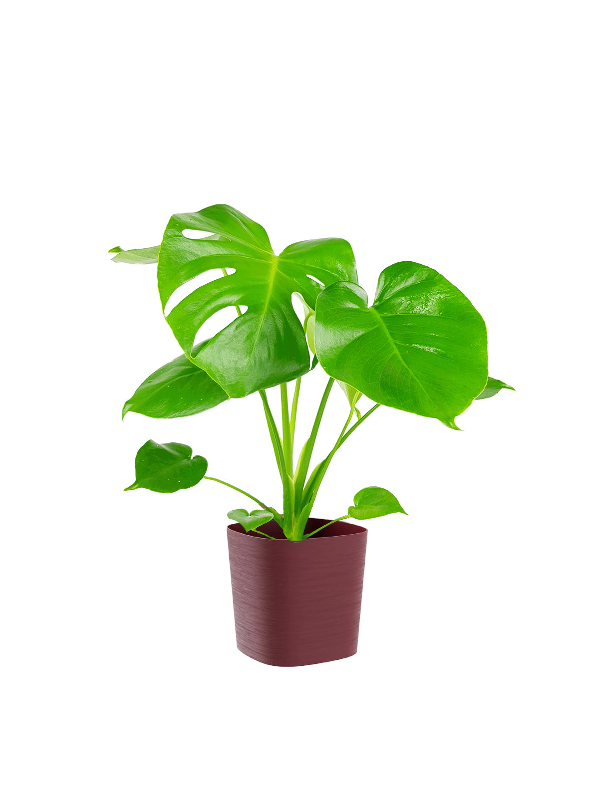 Pianta del Pane