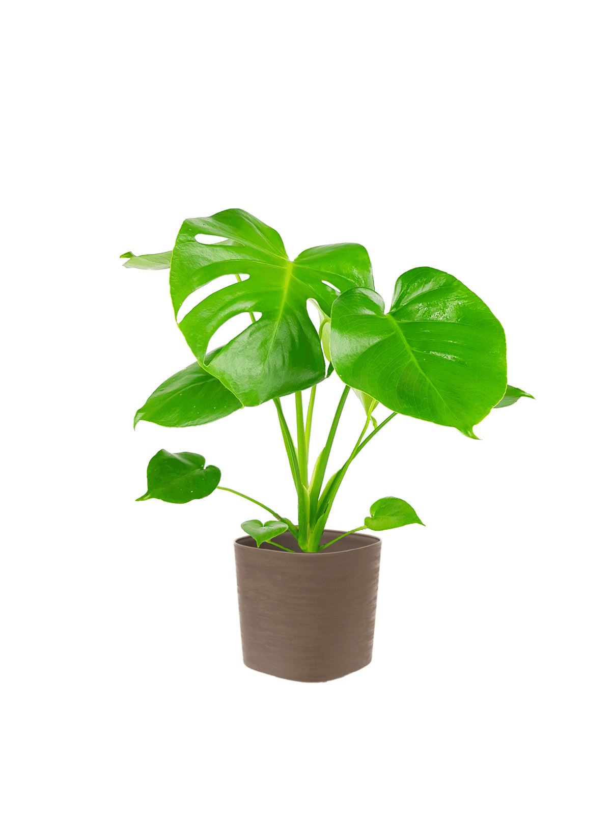 Pianta del Pane