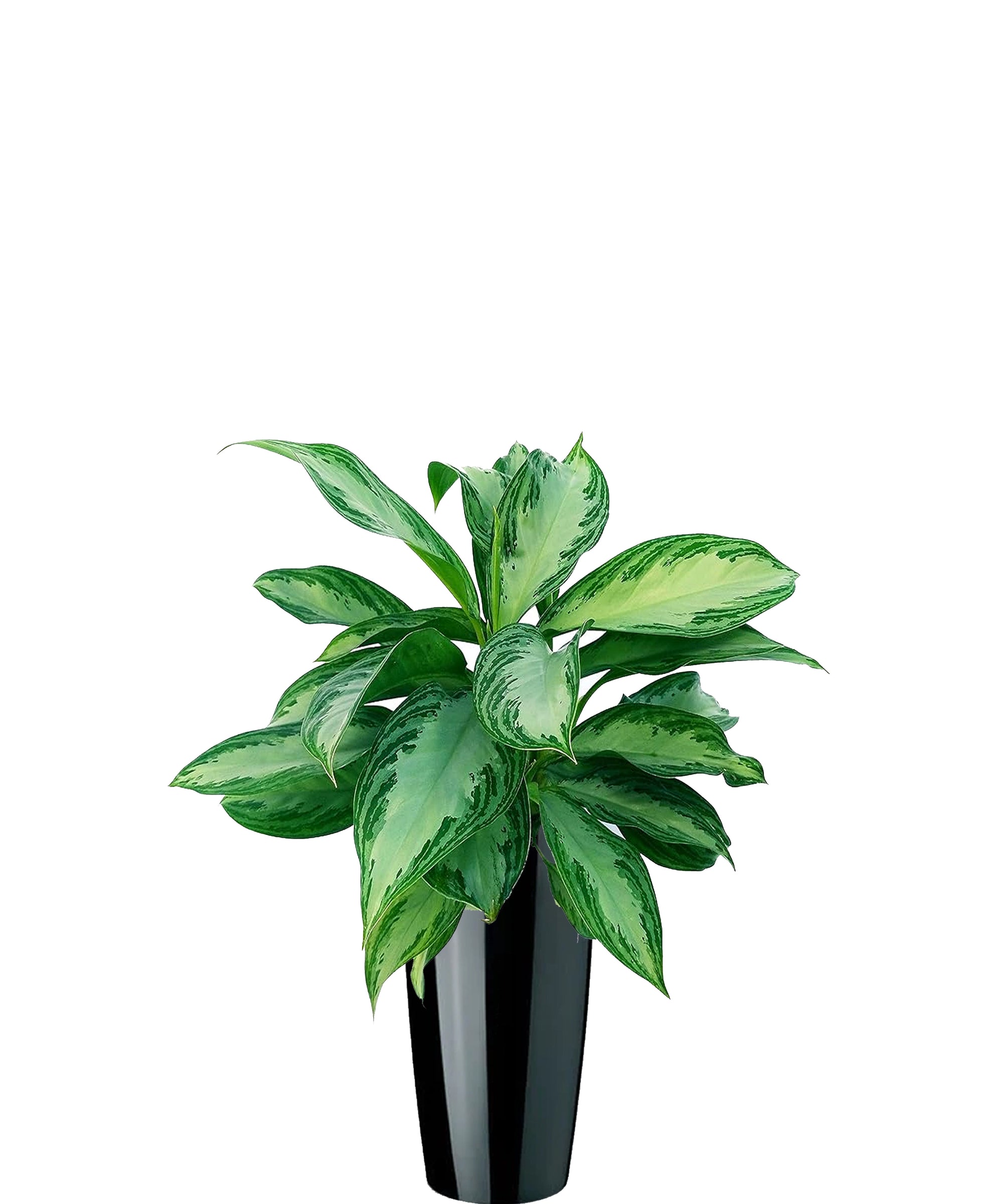 aglaonema pianta del buio Pianta del Buio vip