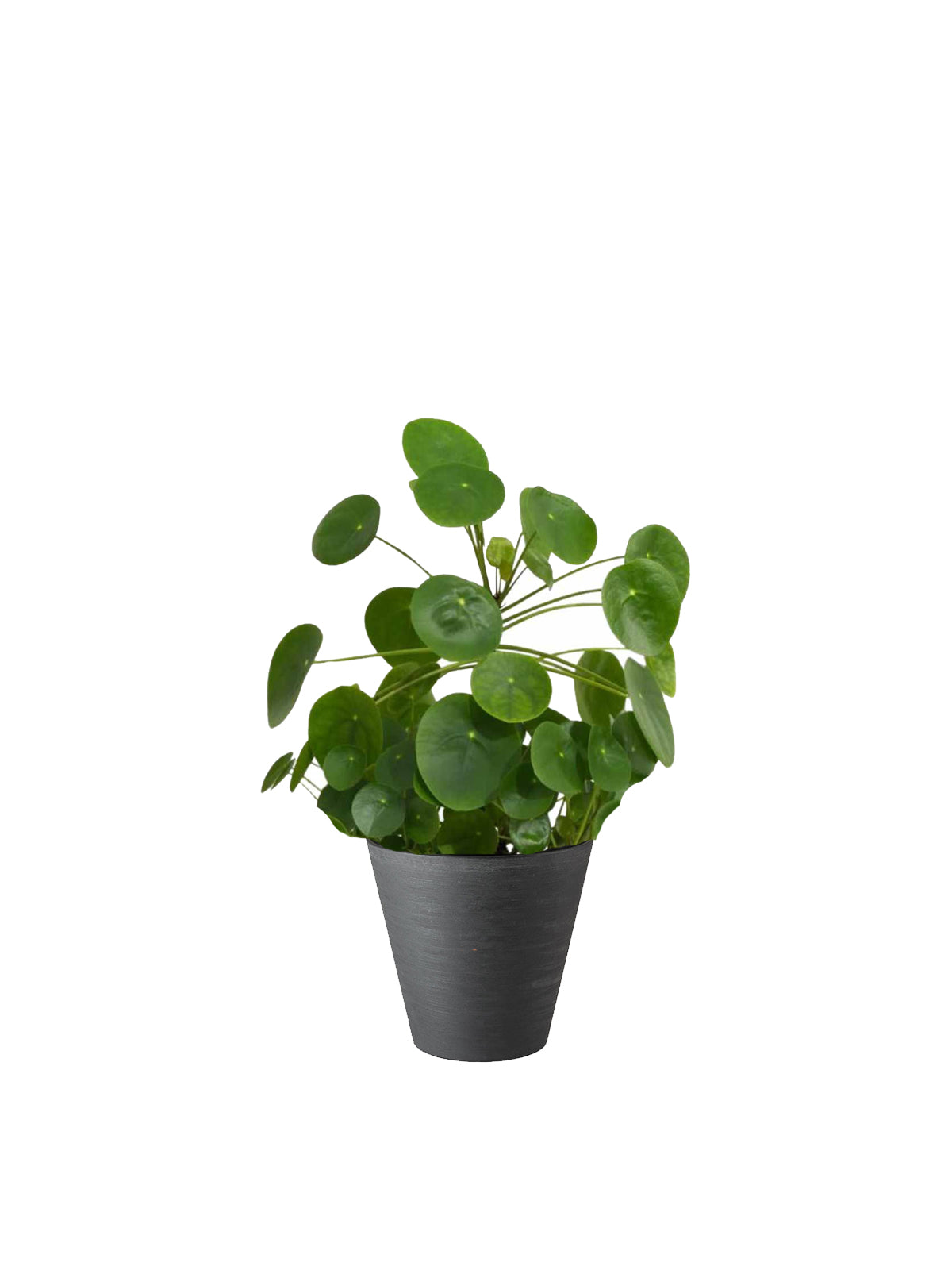 Pianta dei Soldi