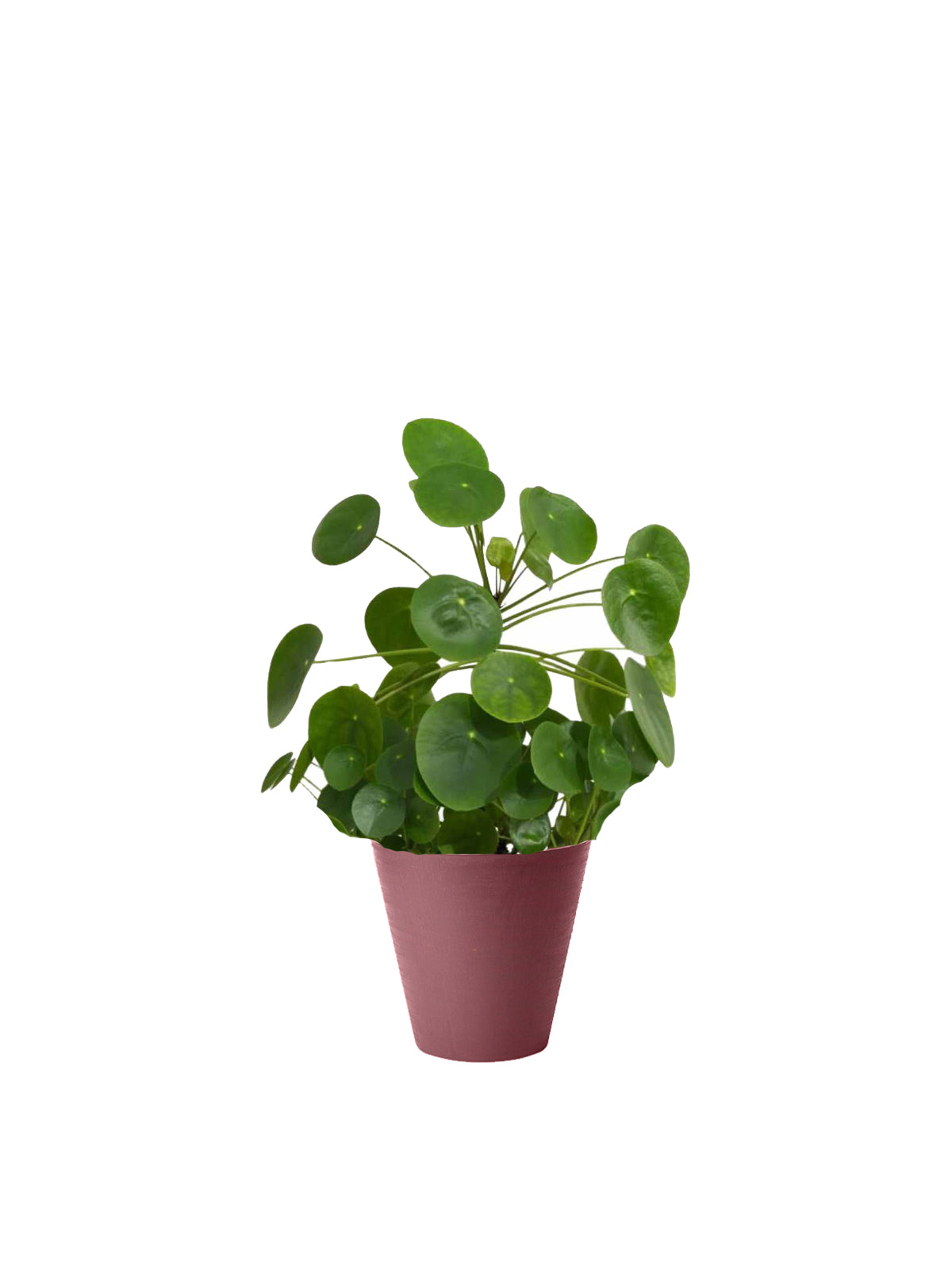 Pianta dei Soldi