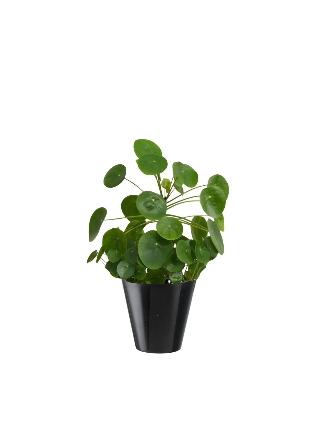 Pianta dei Soldi
