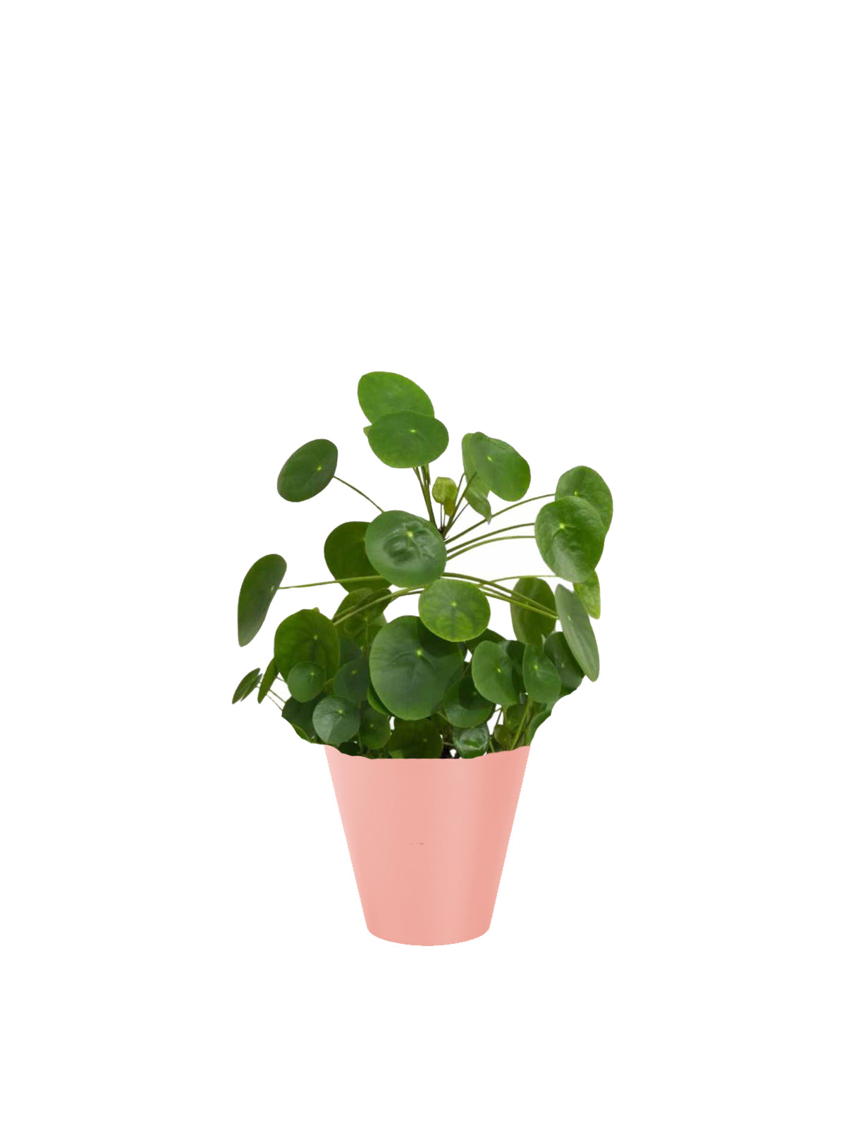 Pianta dei Soldi