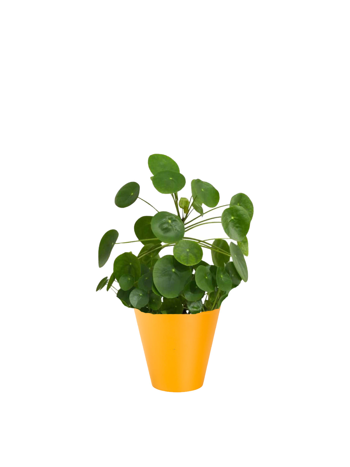Pianta dei Soldi