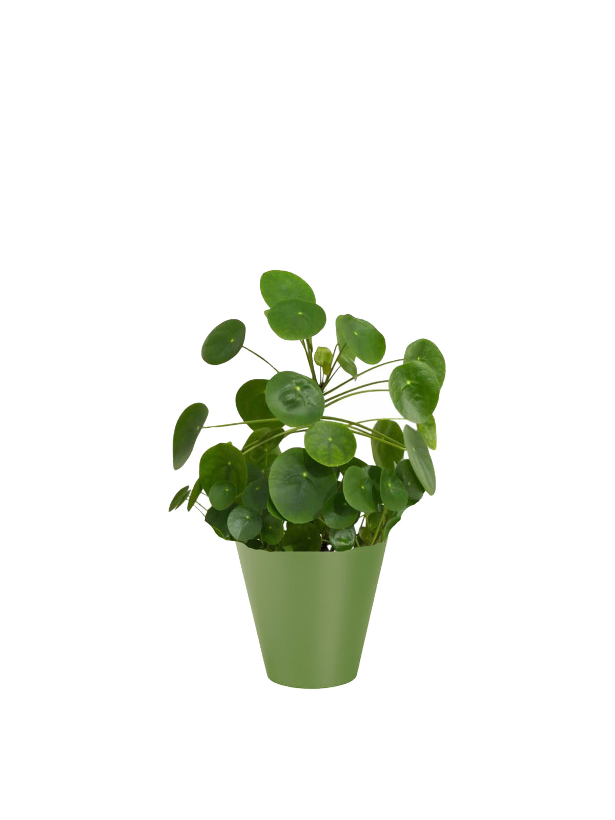 Pianta dei Soldi