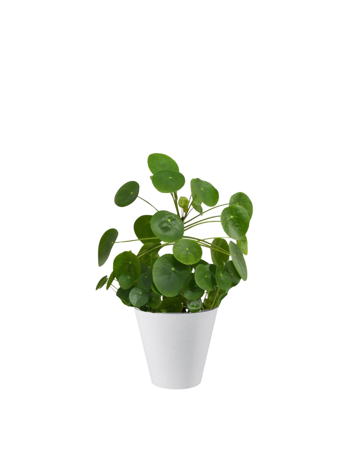 Pianta dei Soldi
