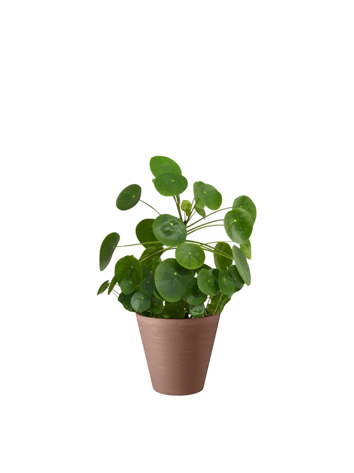 Pianta dei Soldi