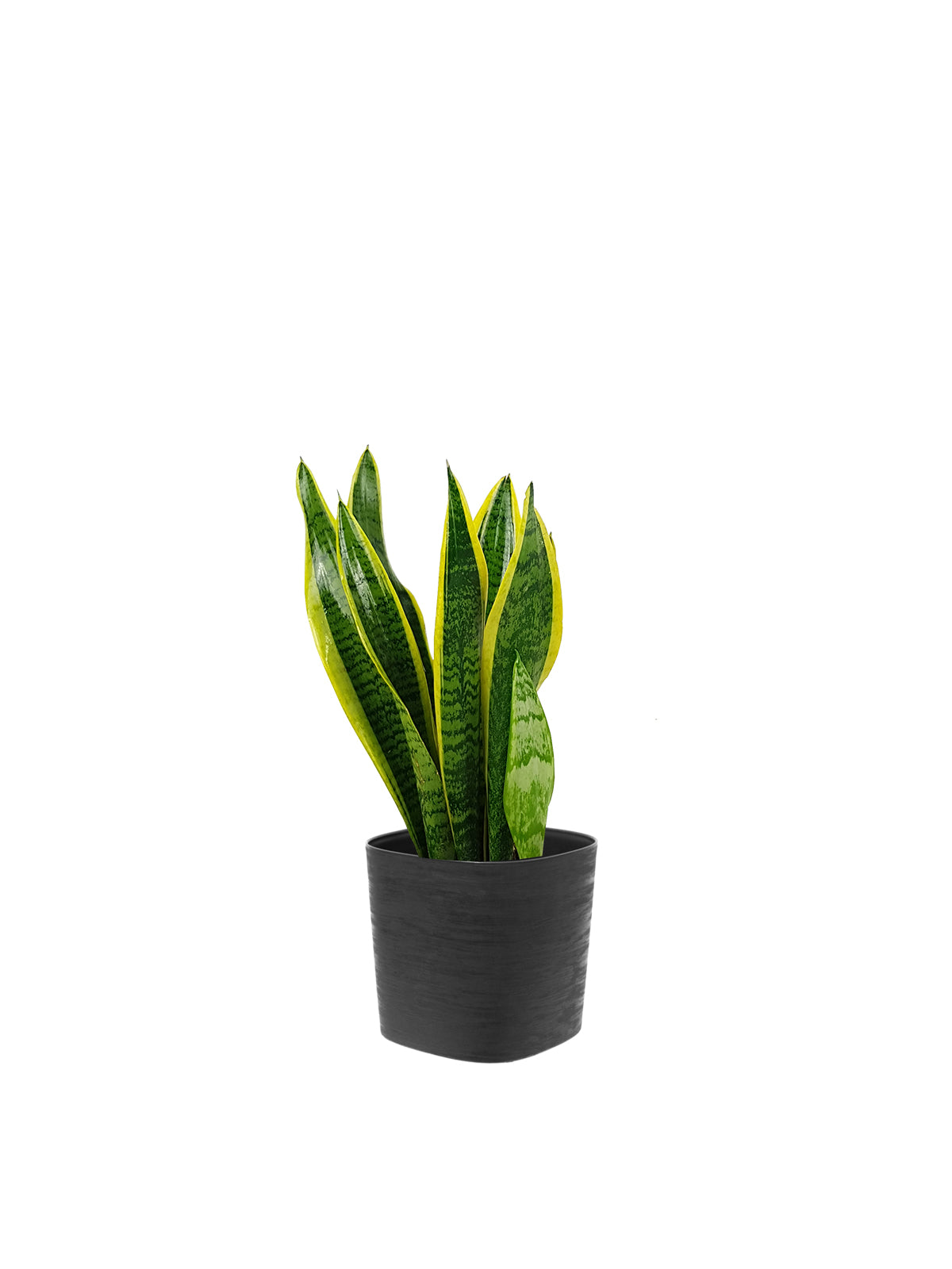 Sansevieria