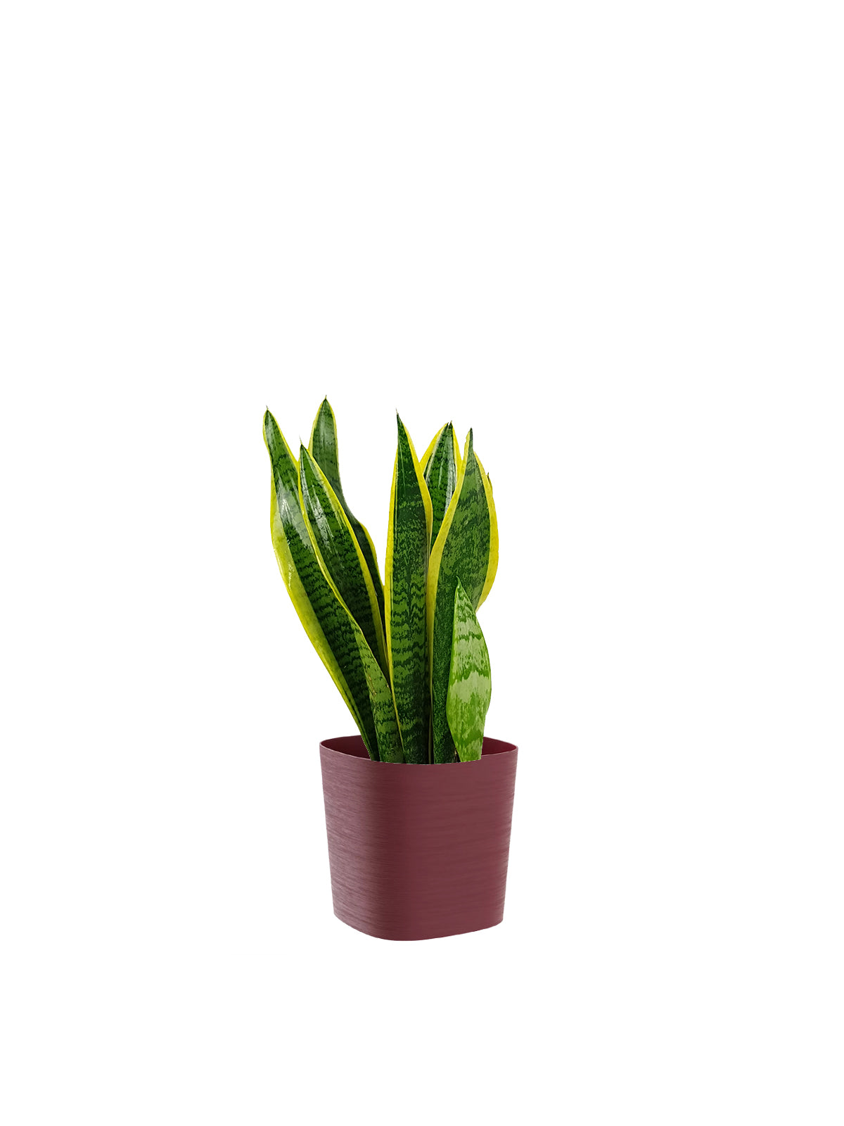 Sansevieria