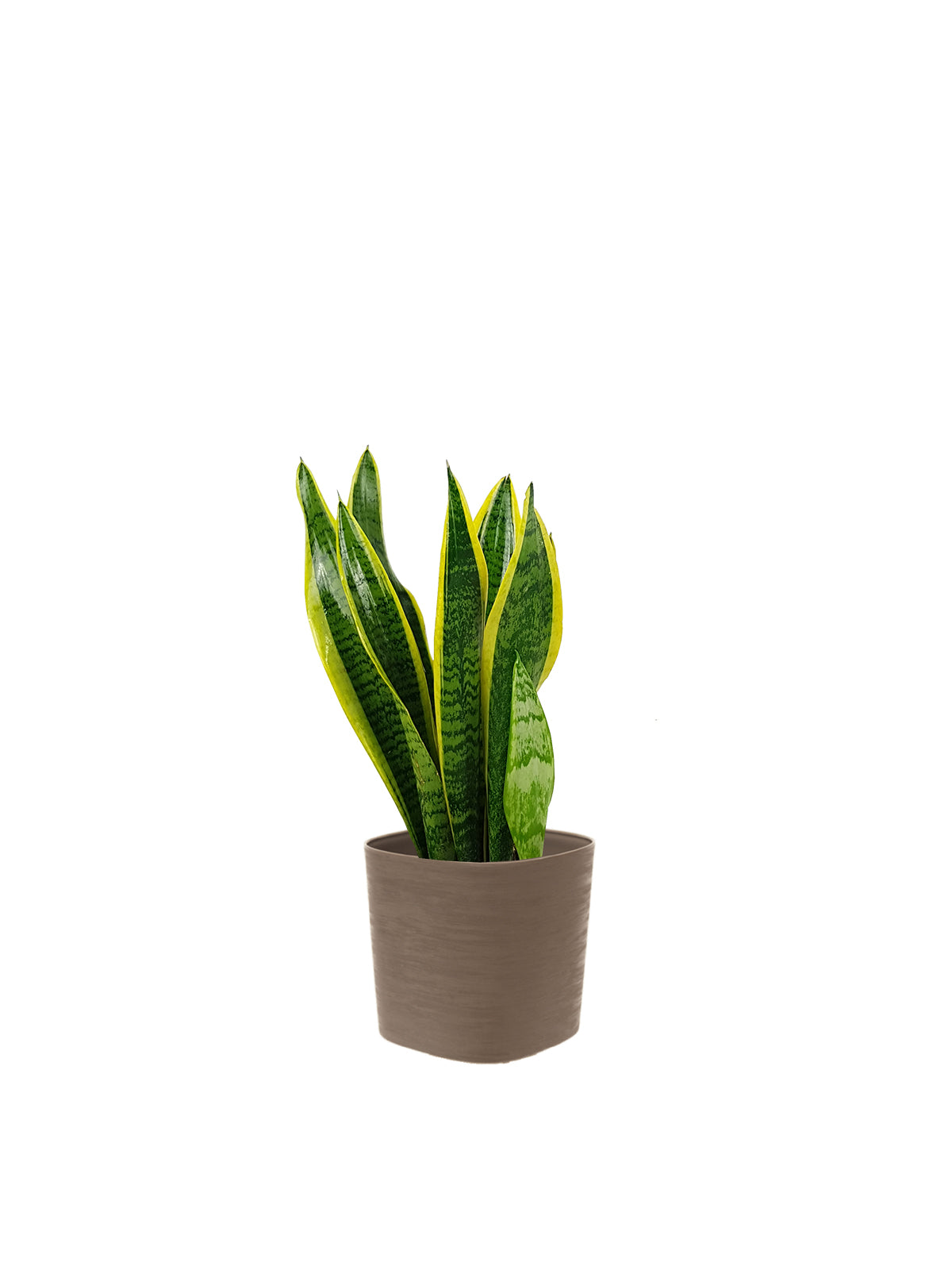 Sansevieria
