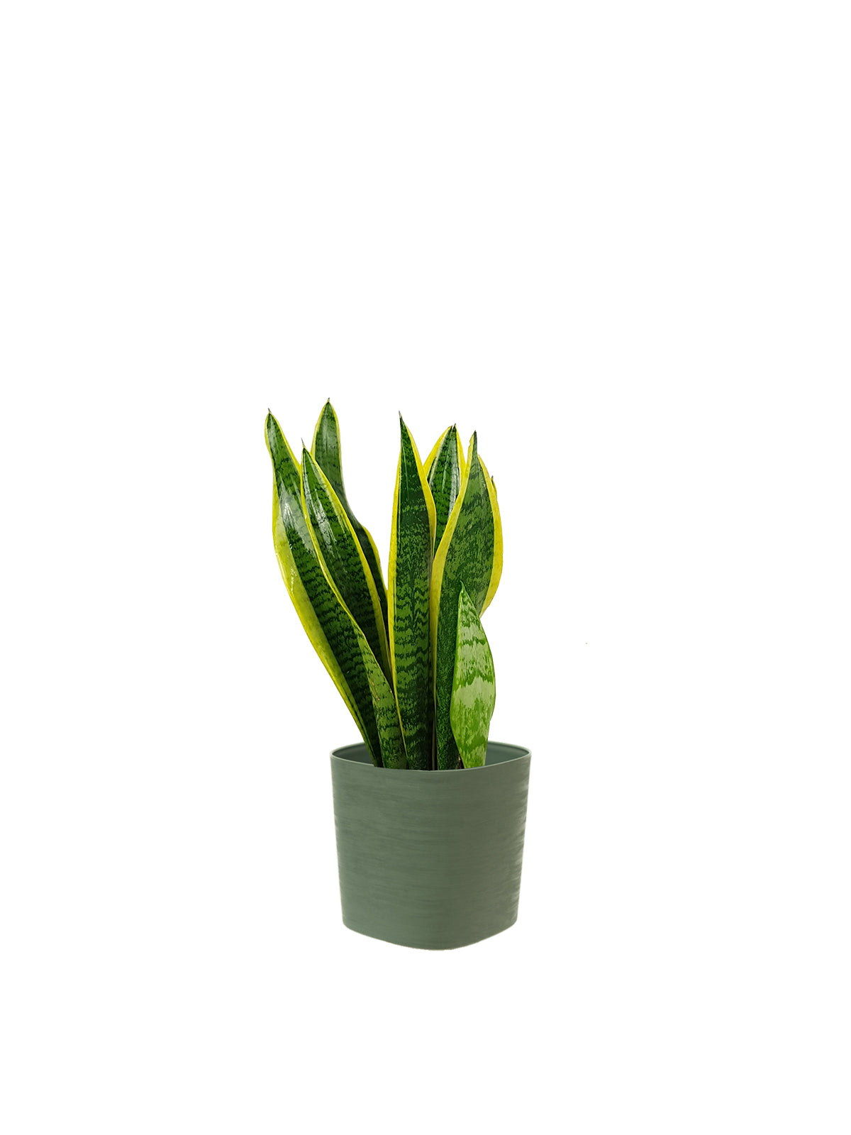 Sansevieria