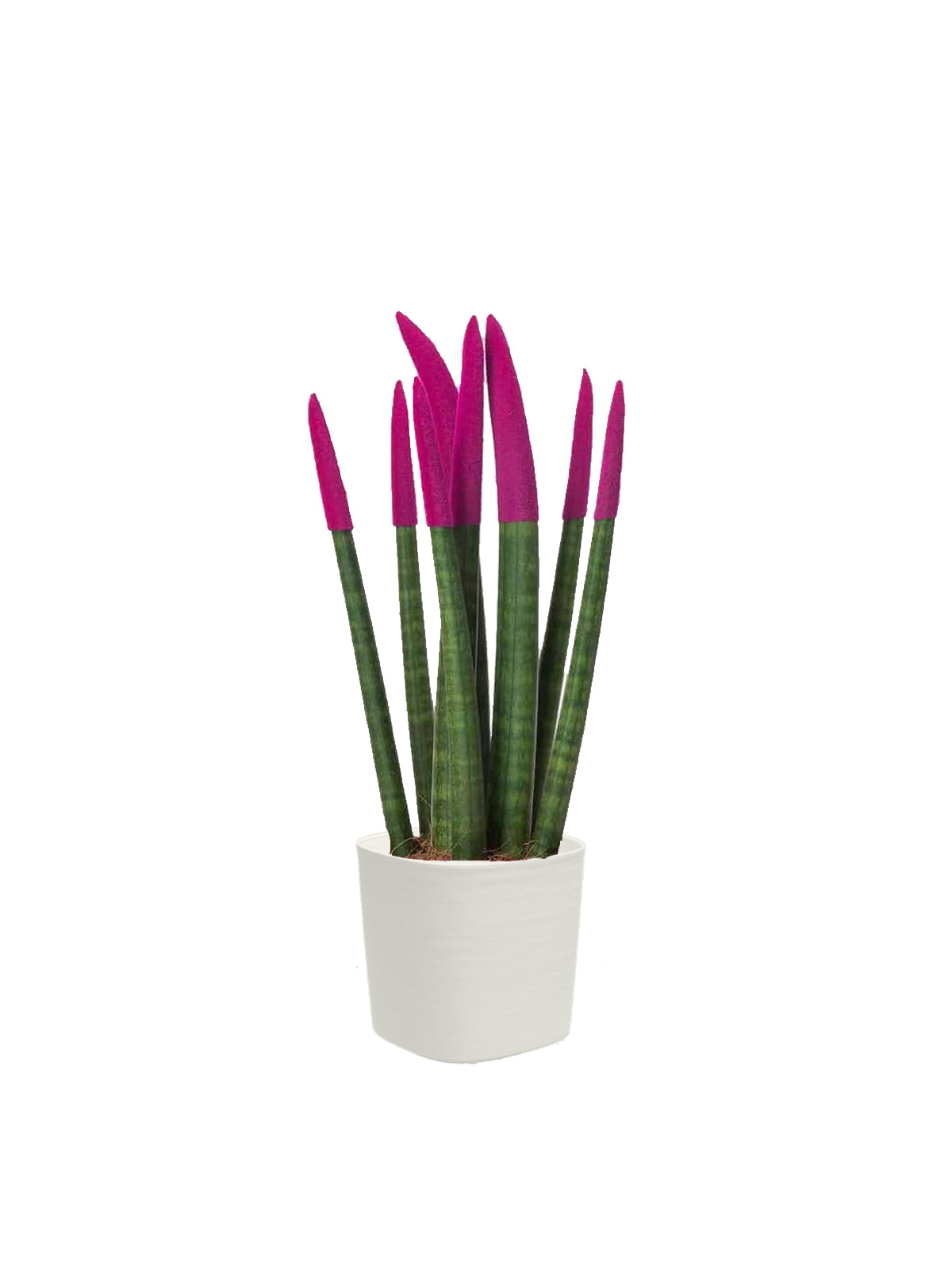 Sansevieria Colorata