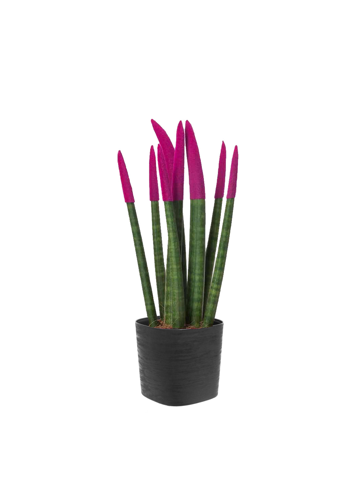 Sansevieria Colorata