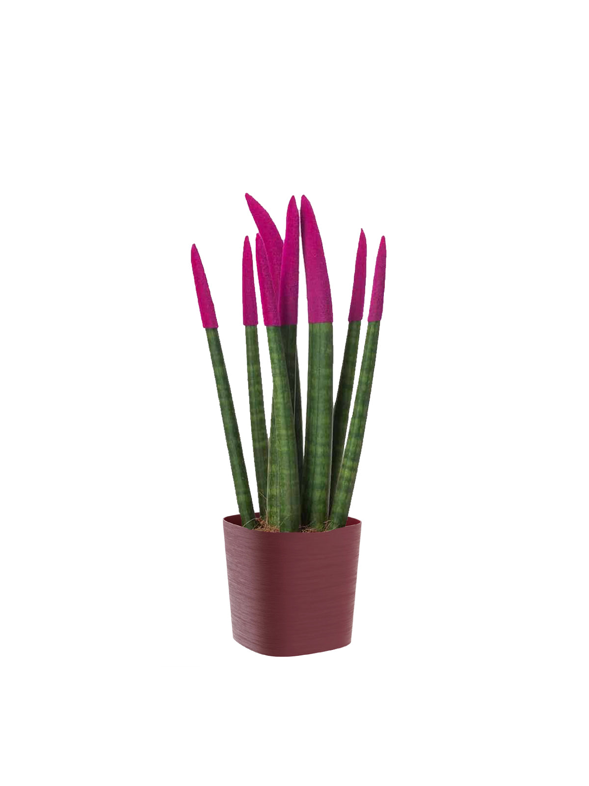 Sansevieria Colorata