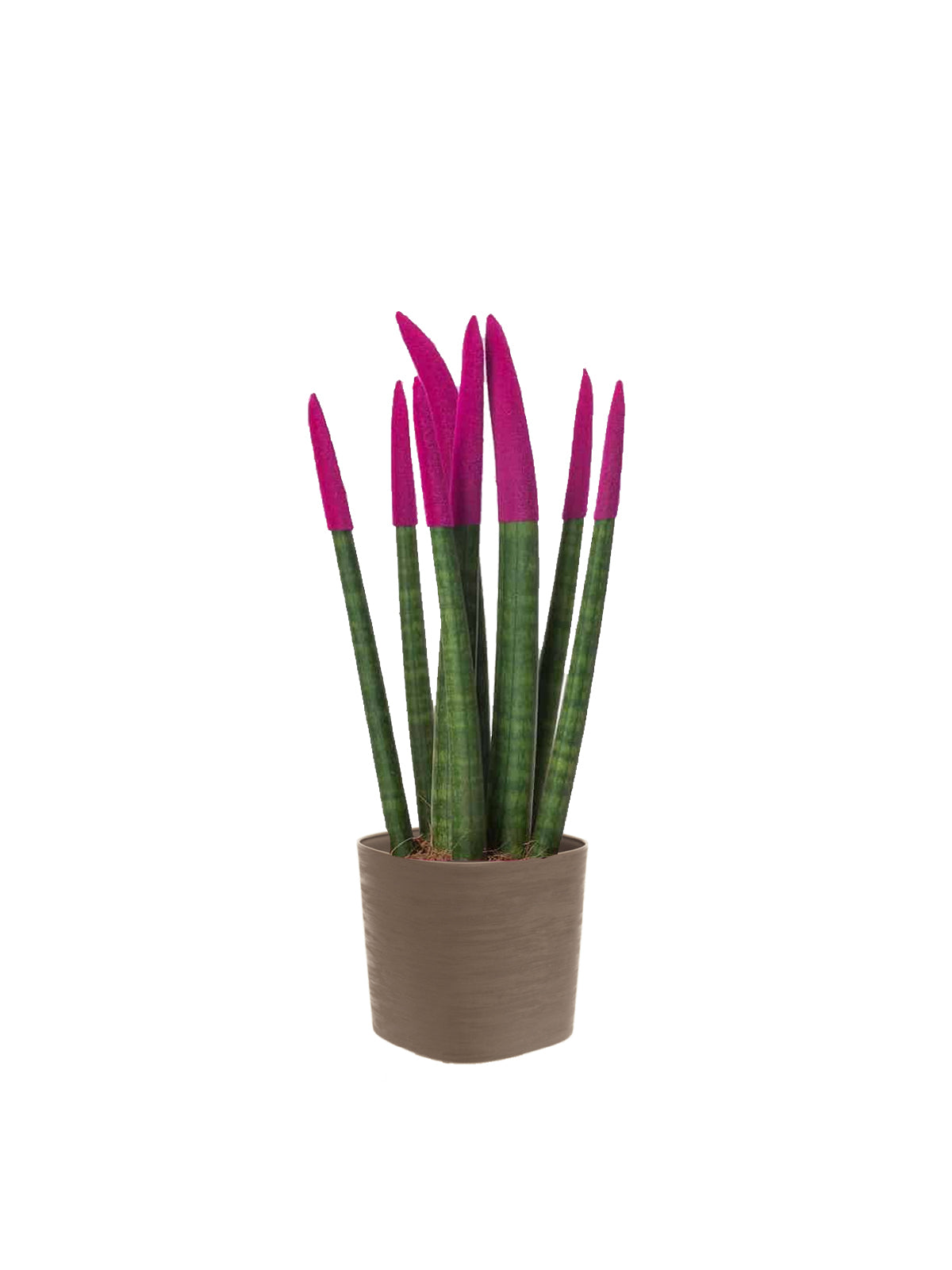Sansevieria Colorata
