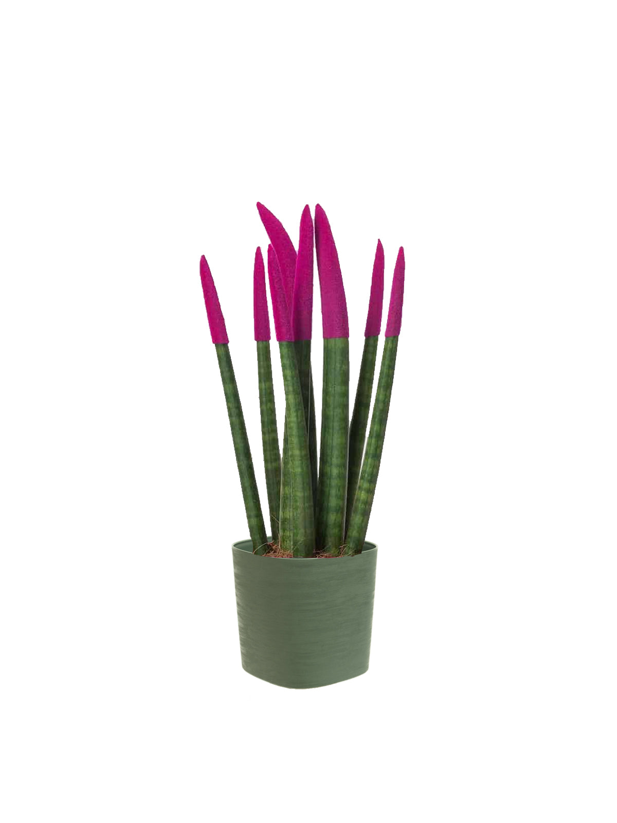 Sansevieria Colorata