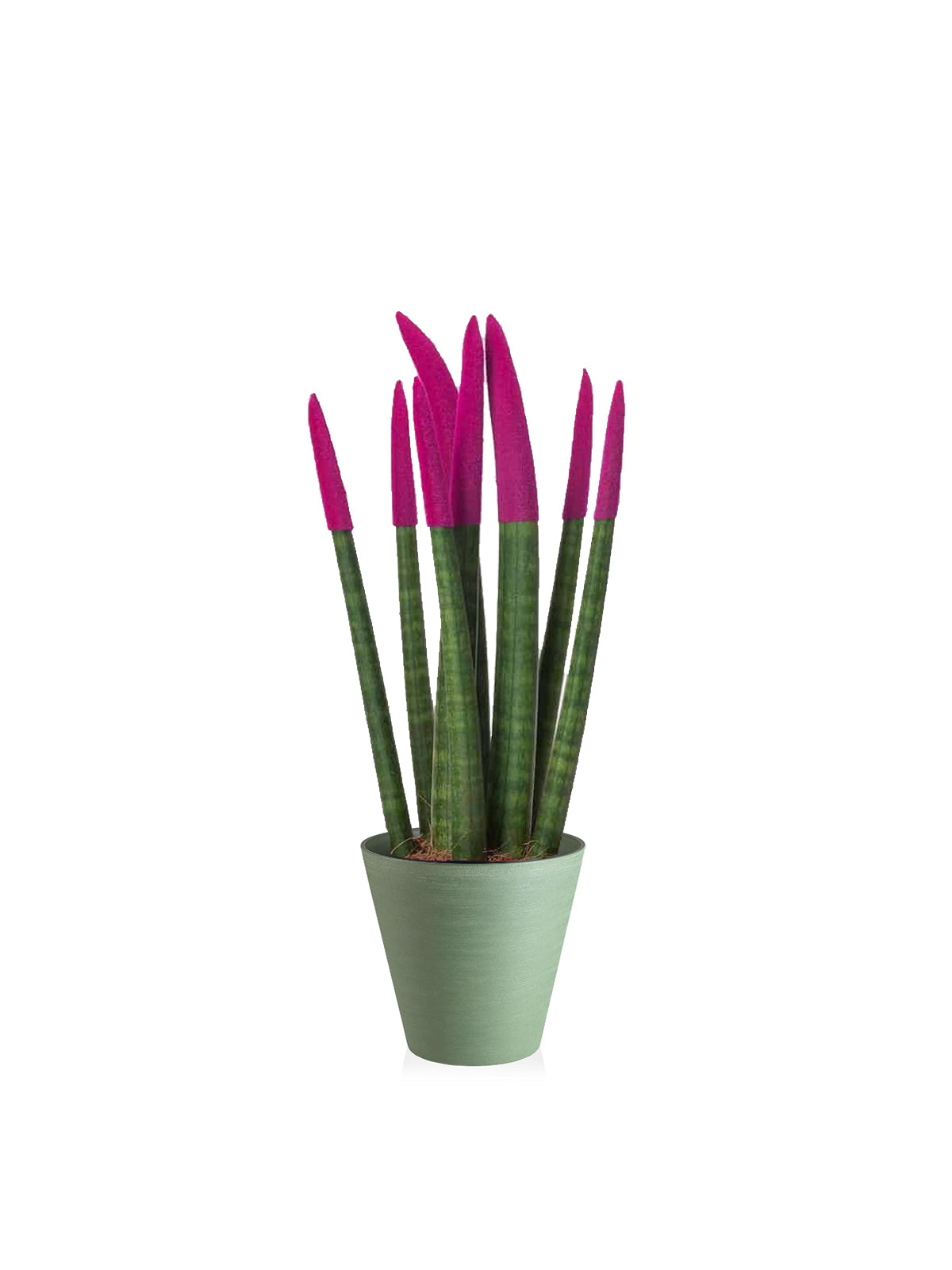 Sansevieria Colorata