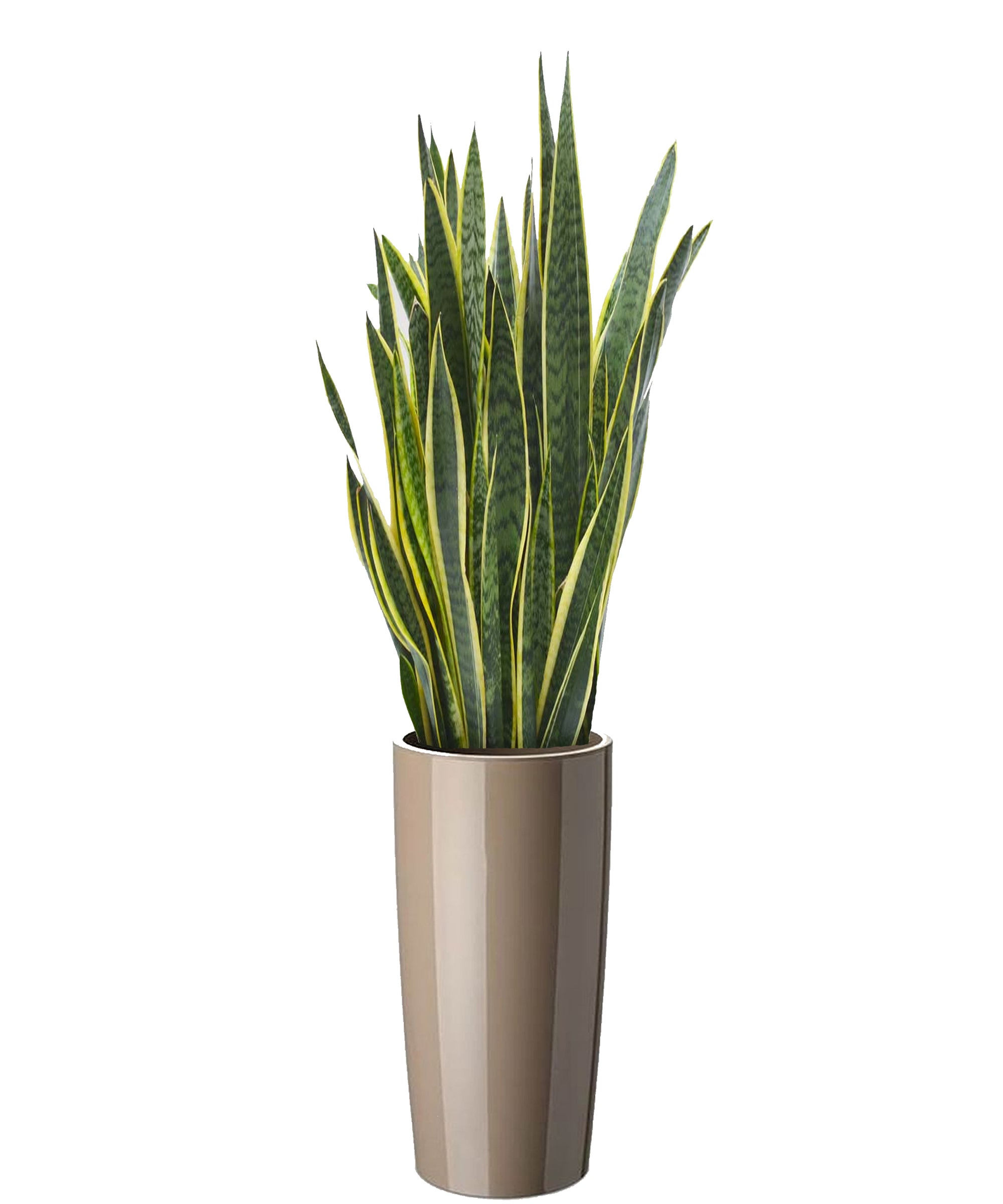 Sansevieria extra vip