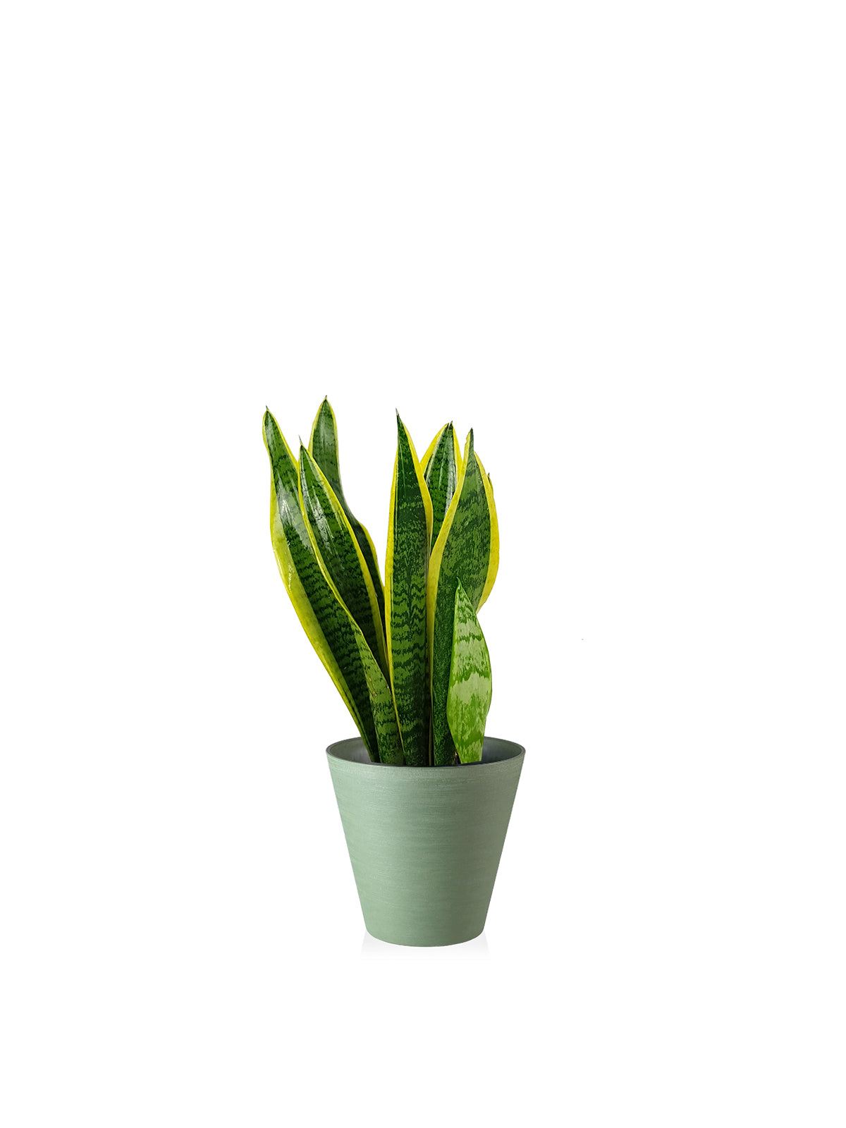 Sansevieria