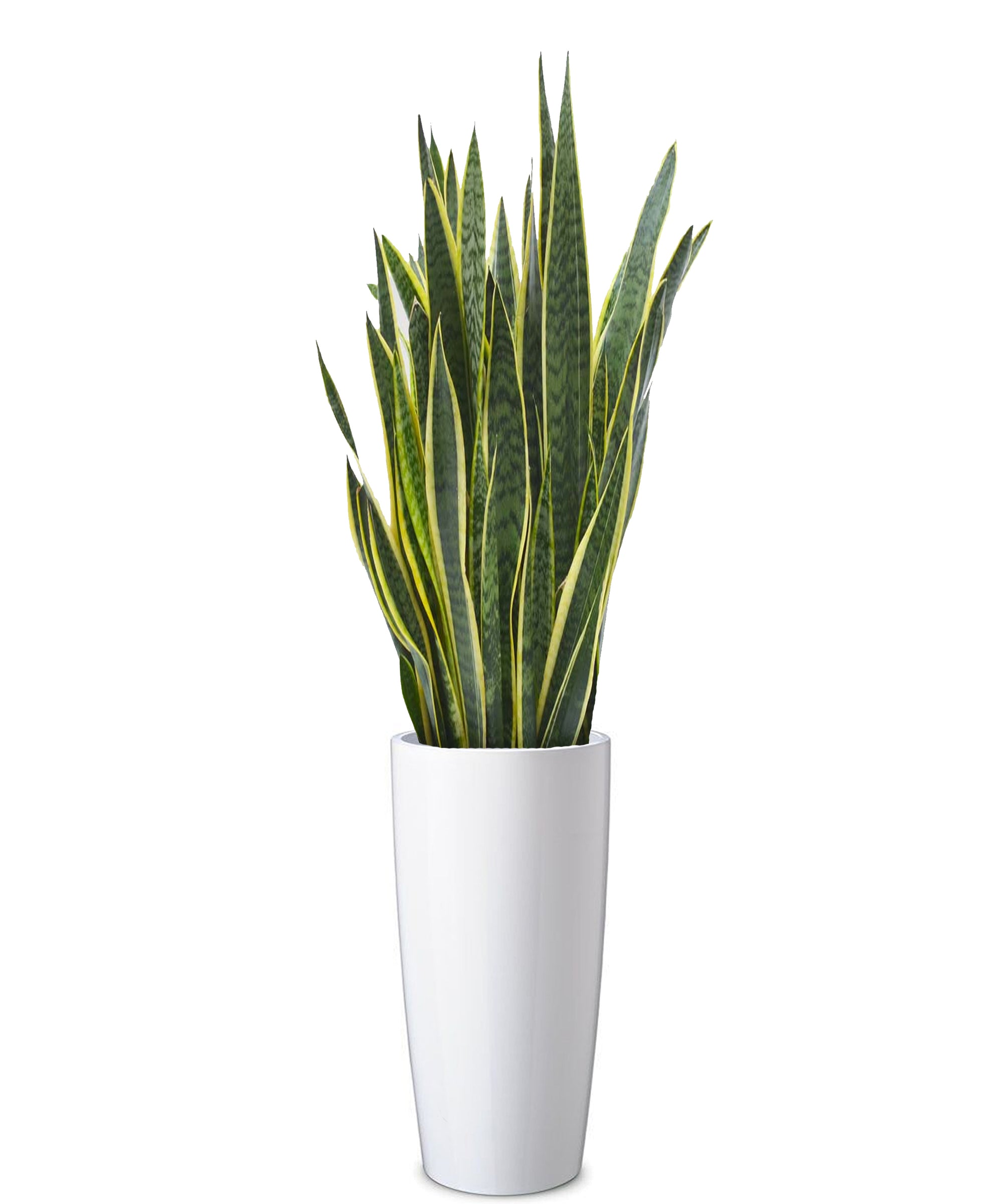 sansevieria pianta Sansevieria extra vip