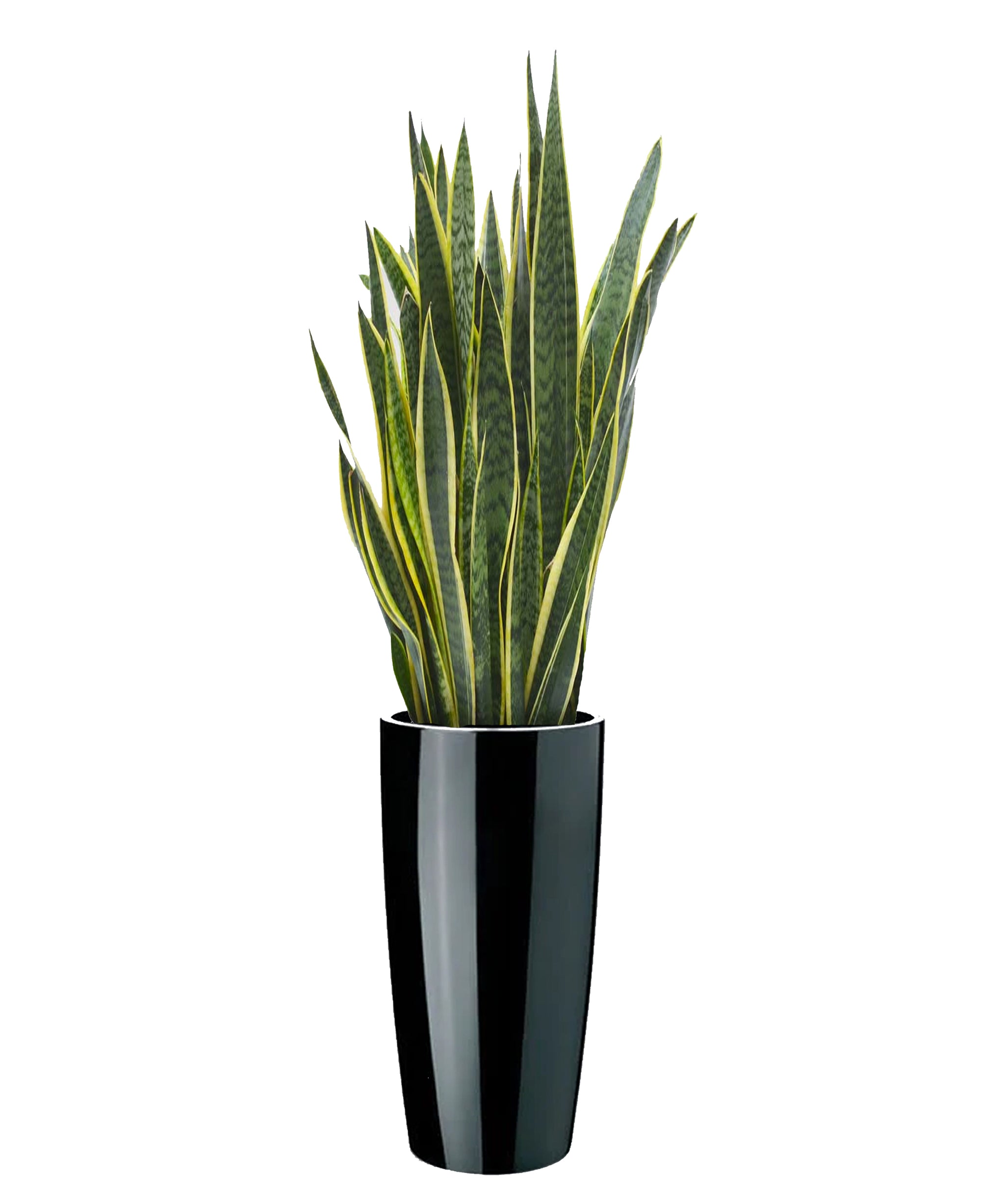 Sansevieria extra vip