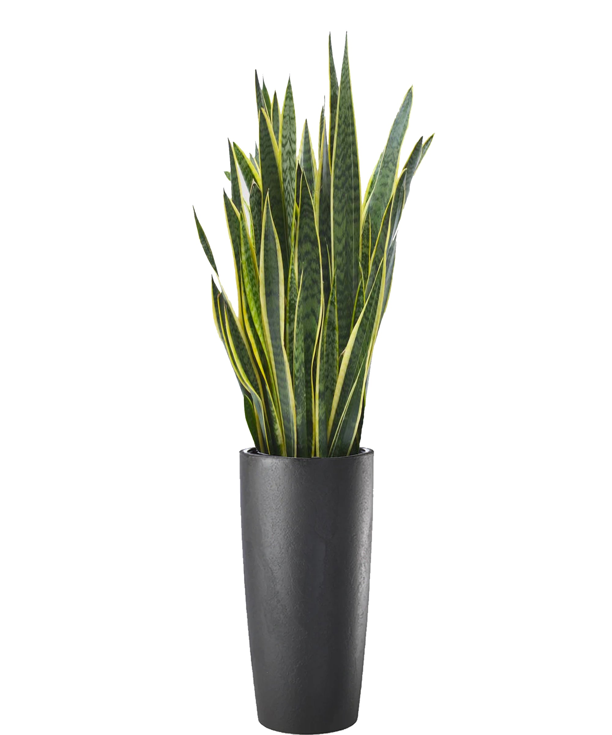 Sansevieria extra vip