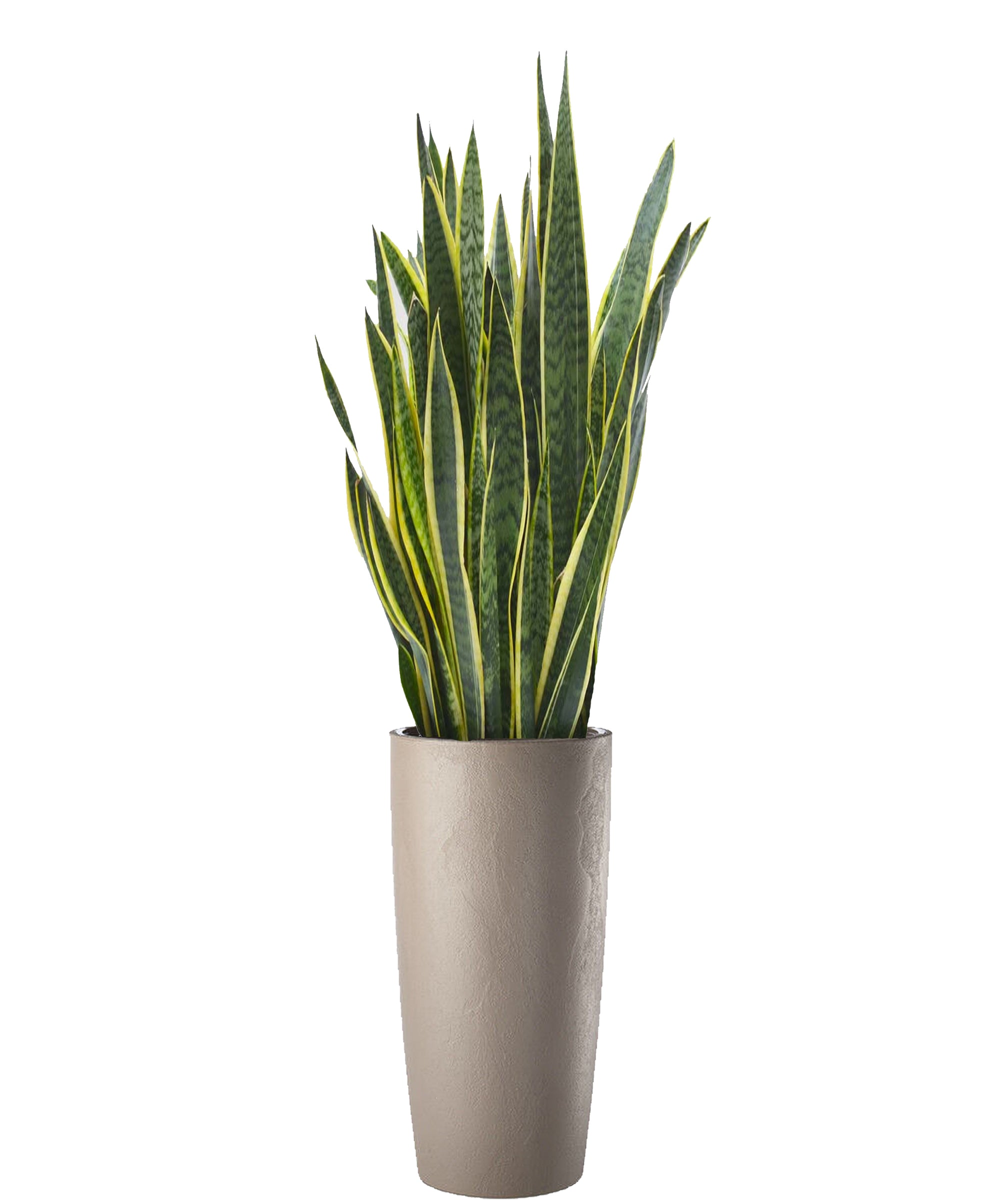 Sansevieria extra vip