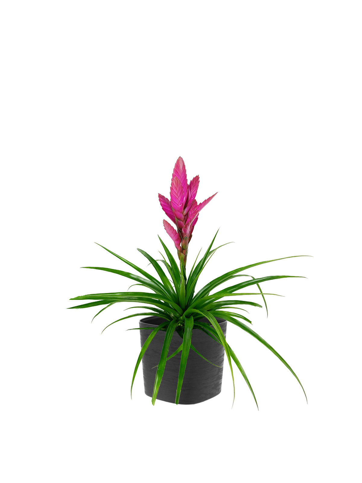 Tillanzia
