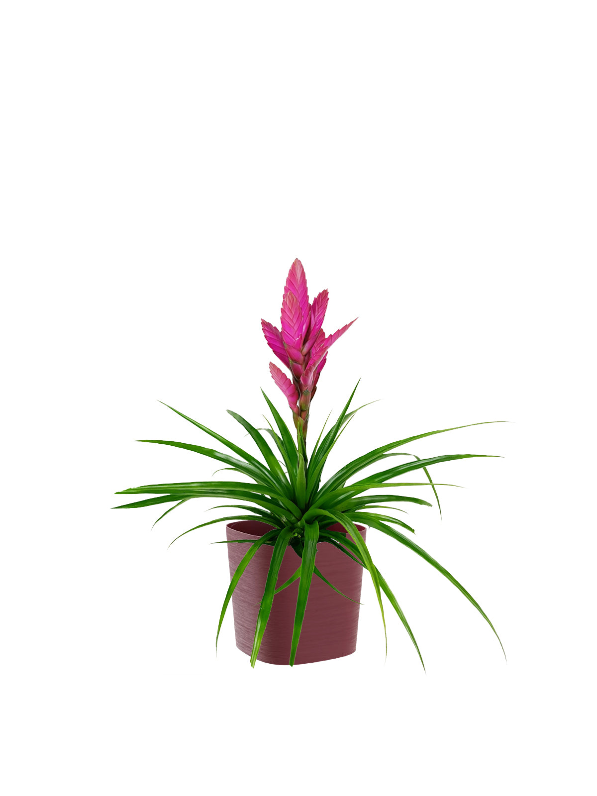 Tillanzia