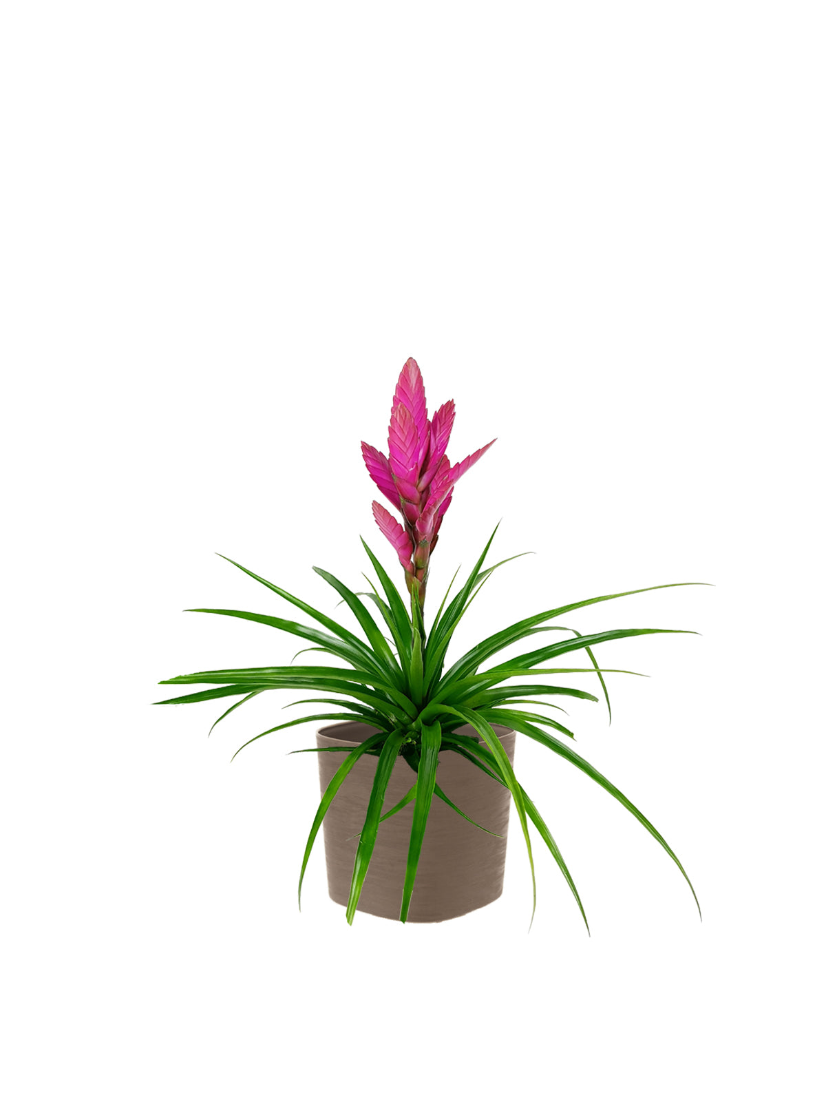Tillanzia