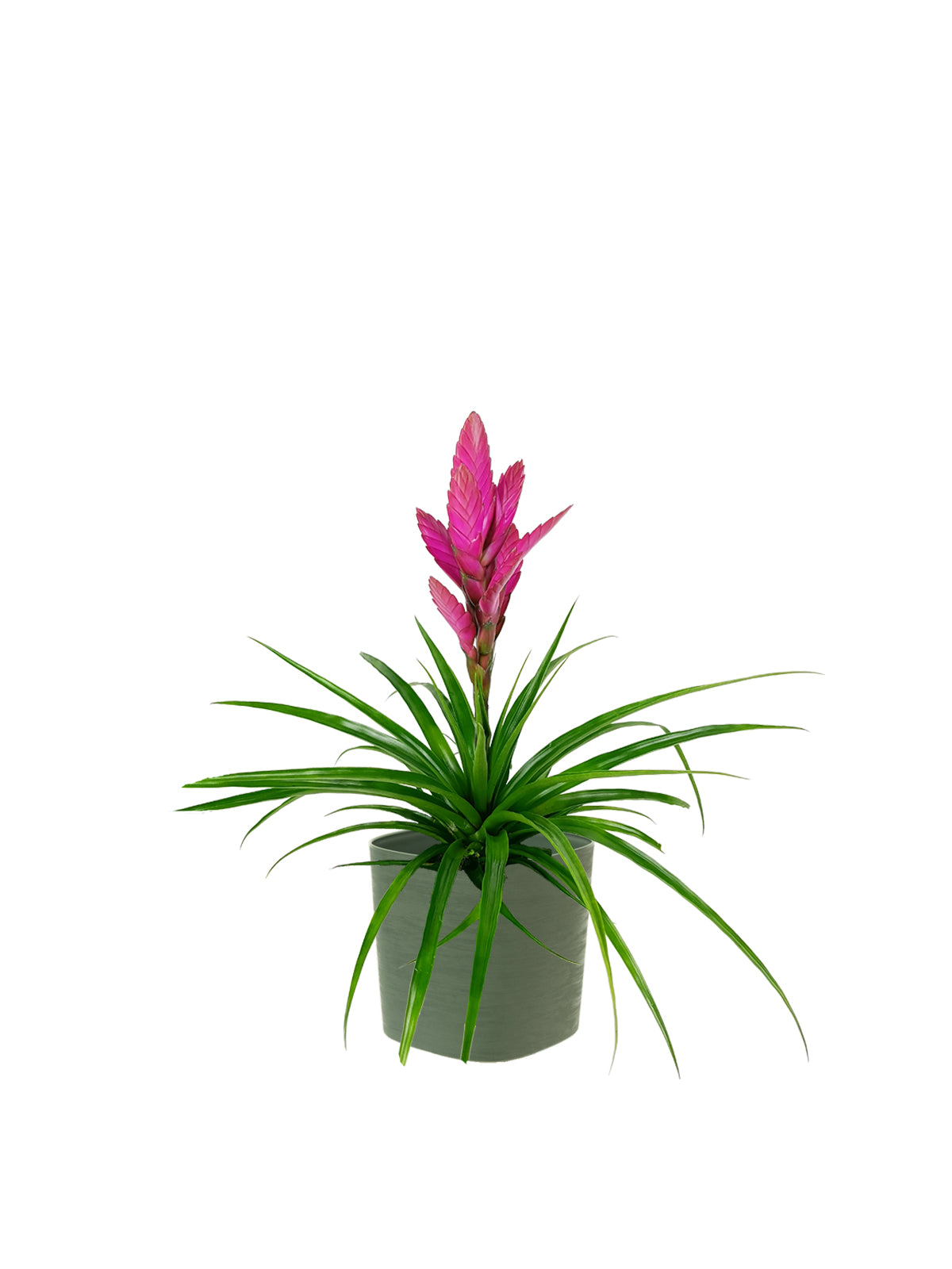 Tillanzia