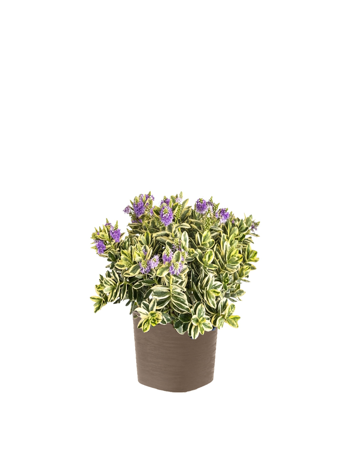 Veronica