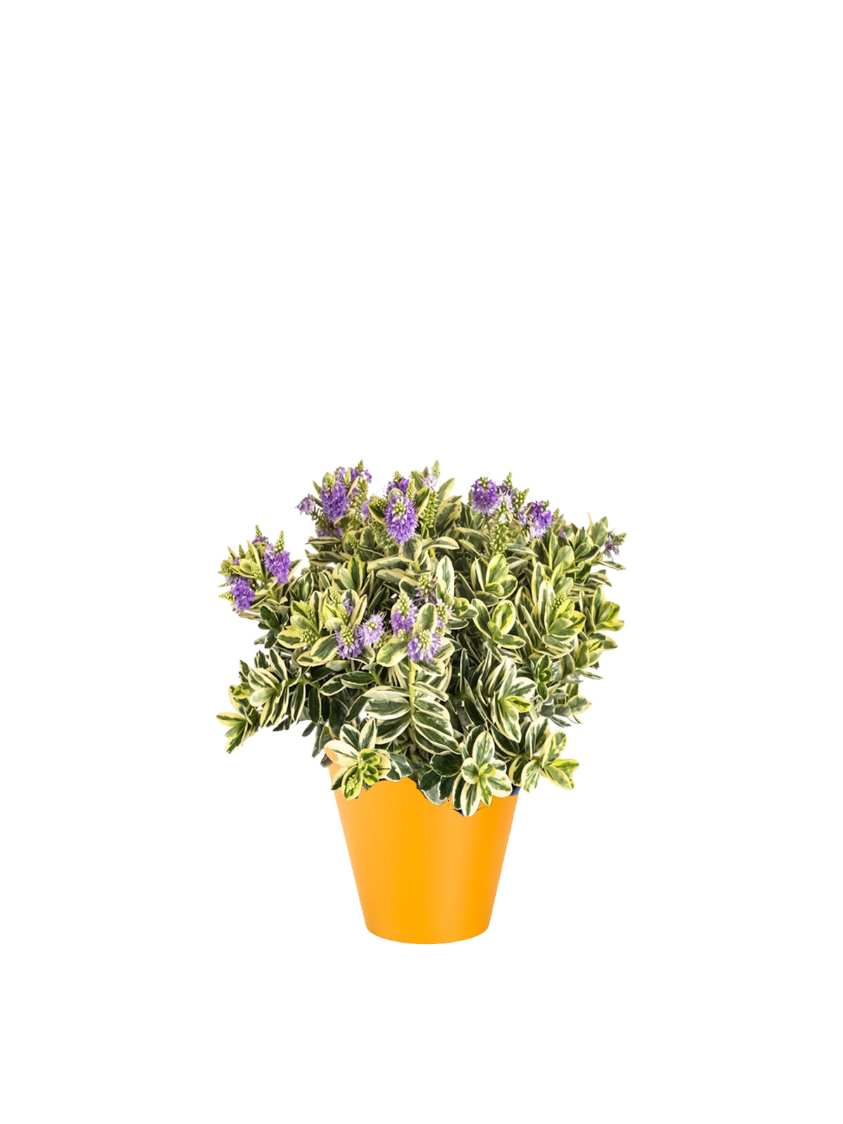 Veronica