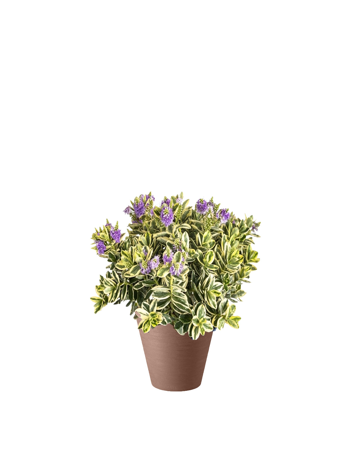 Veronica