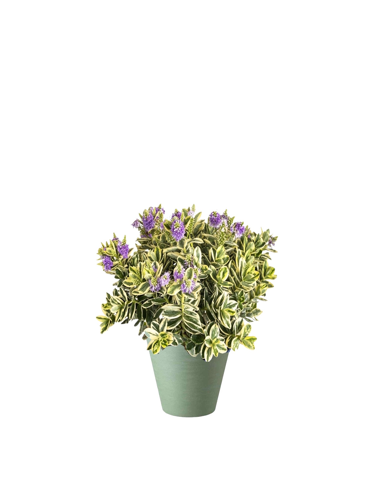 Veronica