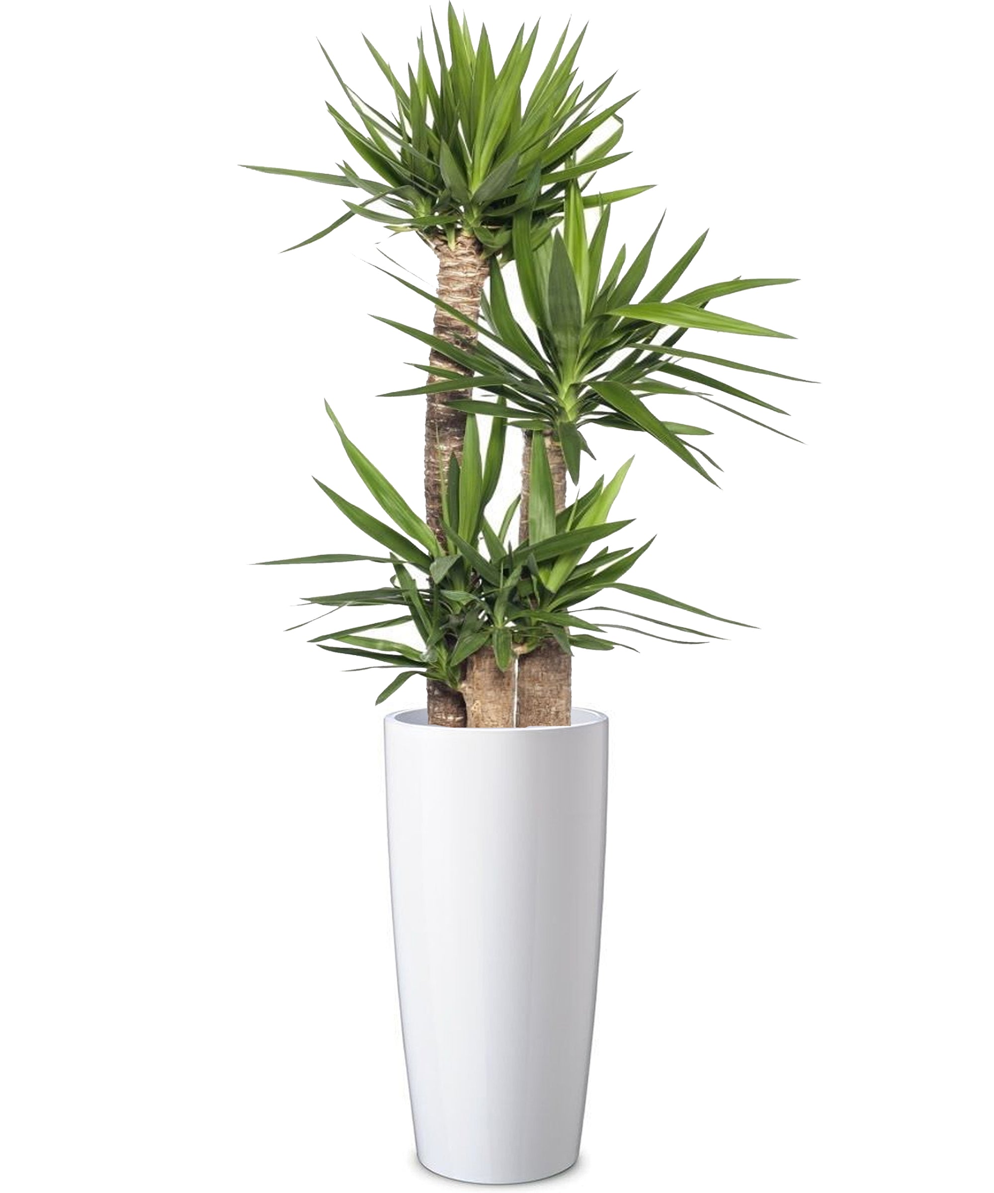 Yucca mega vip