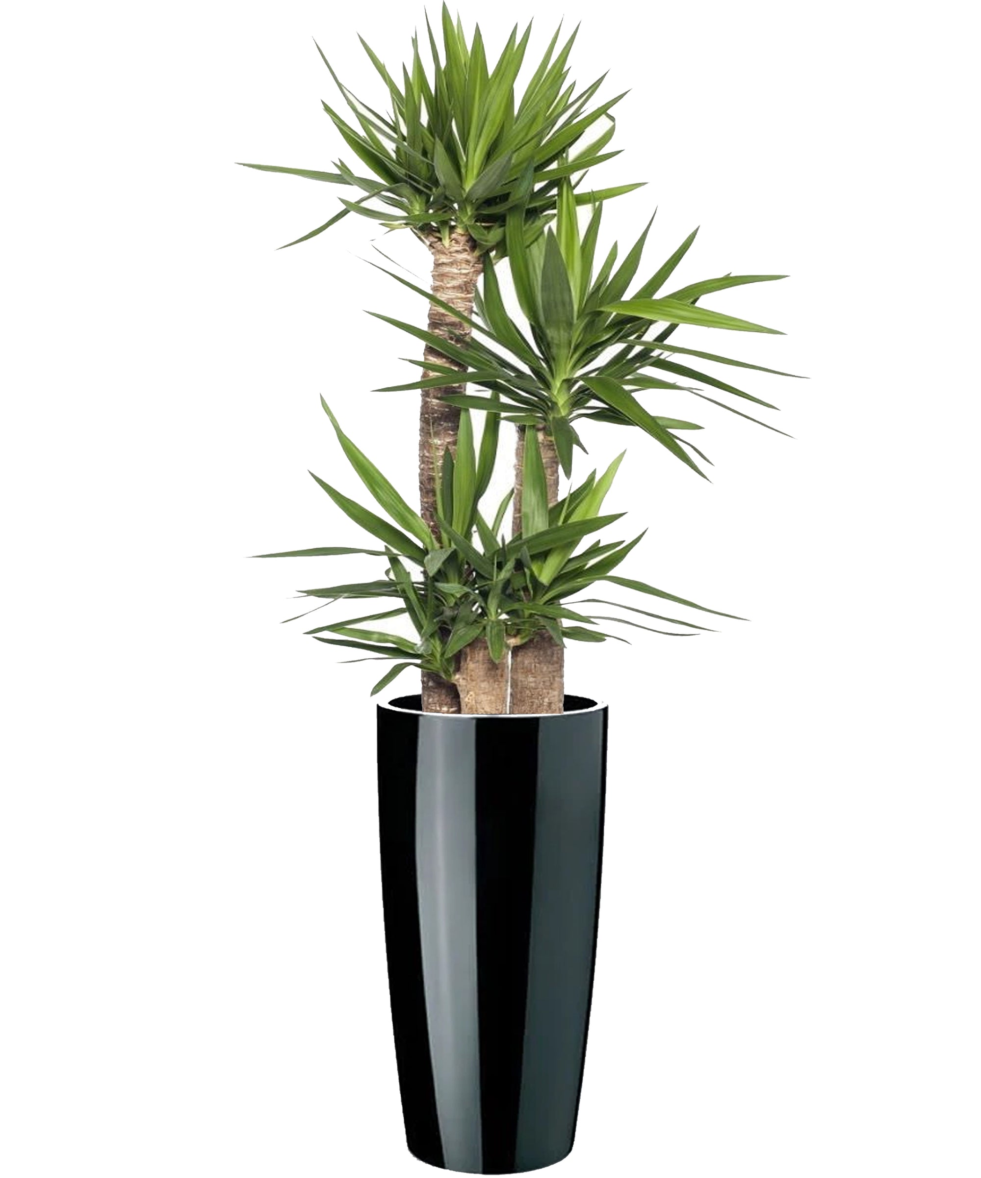 Yucca mega vip